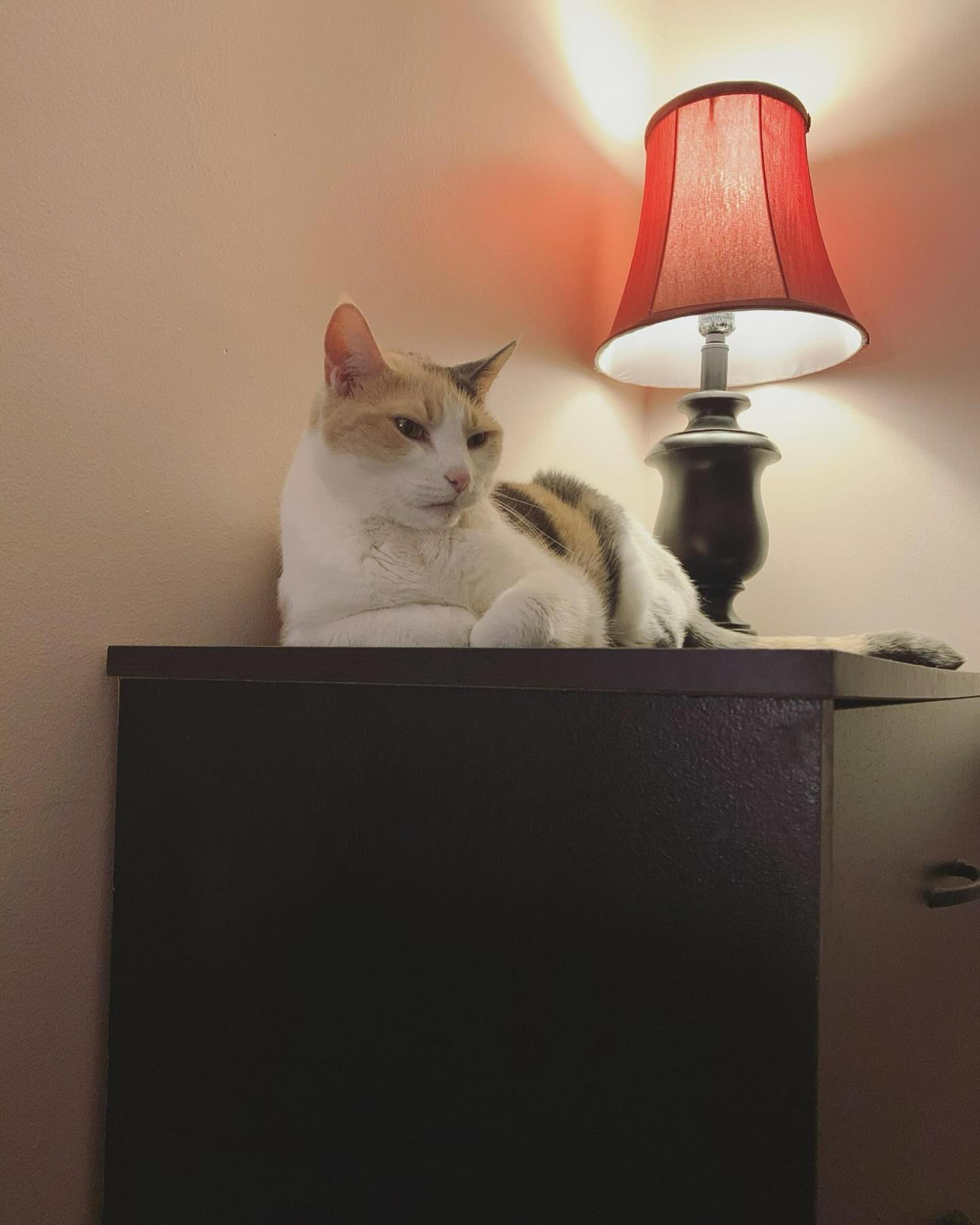 ⁣ ✞ Raspberry ⁣ approx. 06/2007 to 12/09/2022 ⁣ ⁣ I miss you so much, my grumpy girl 🤍