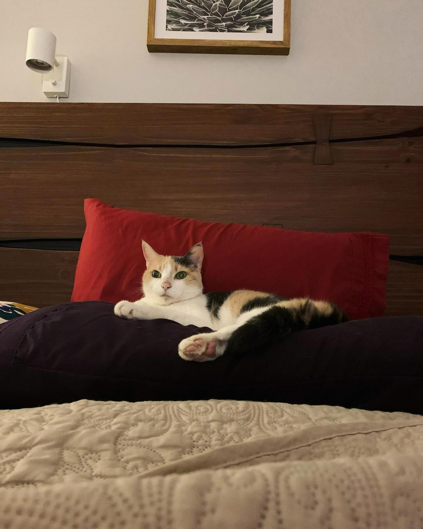 ⁣ ✞ Raspberry ⁣ approx. 06/2007 to 12/09/2022 ⁣ ⁣ I miss you so much, my grumpy girl 🤍