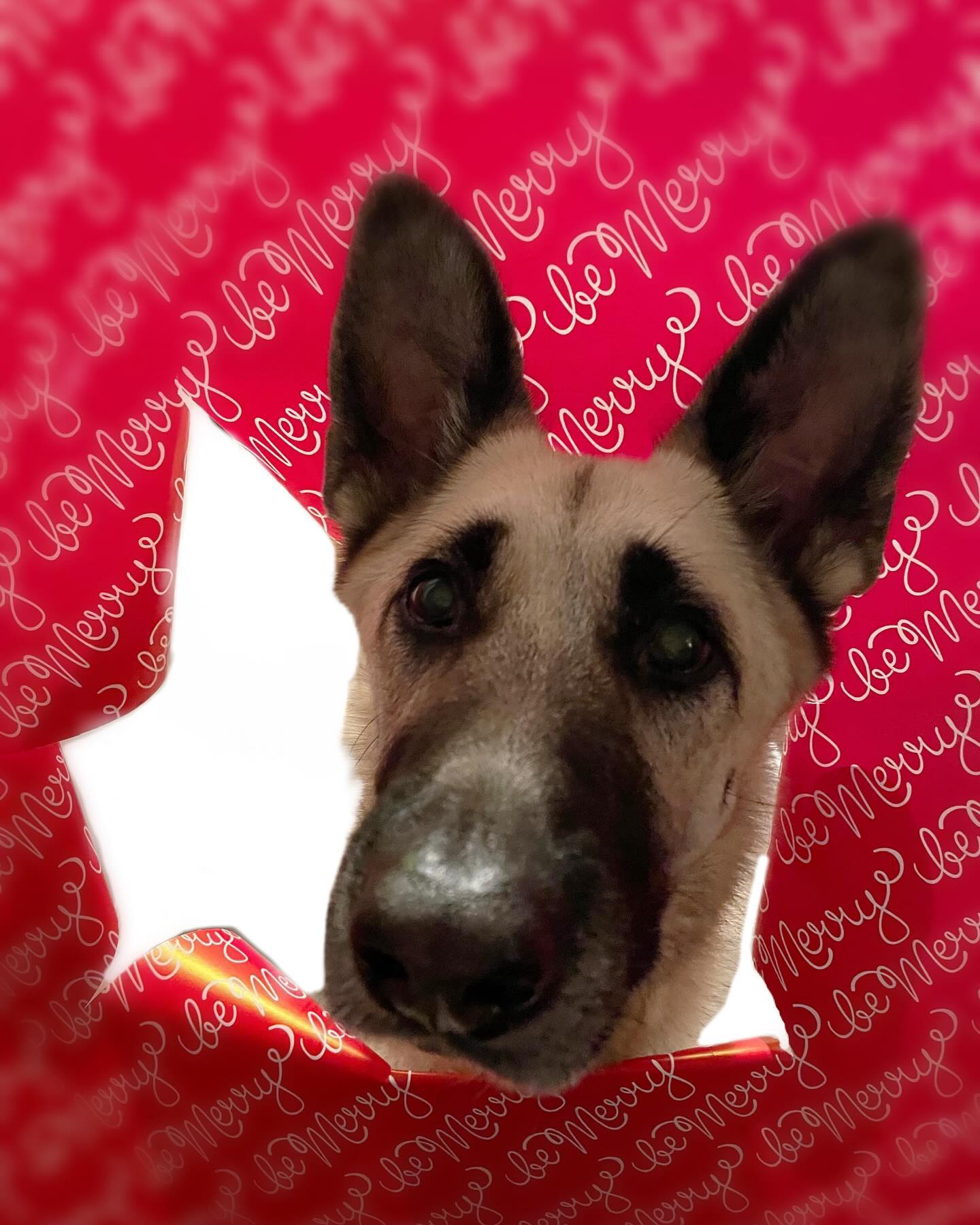⁣ 🎄 🎅🏻 🎁⁣ Merry Christmas! ⁣ ⁣ #dogs #dogsofinstagram #cats #catsofinstagram #christmas