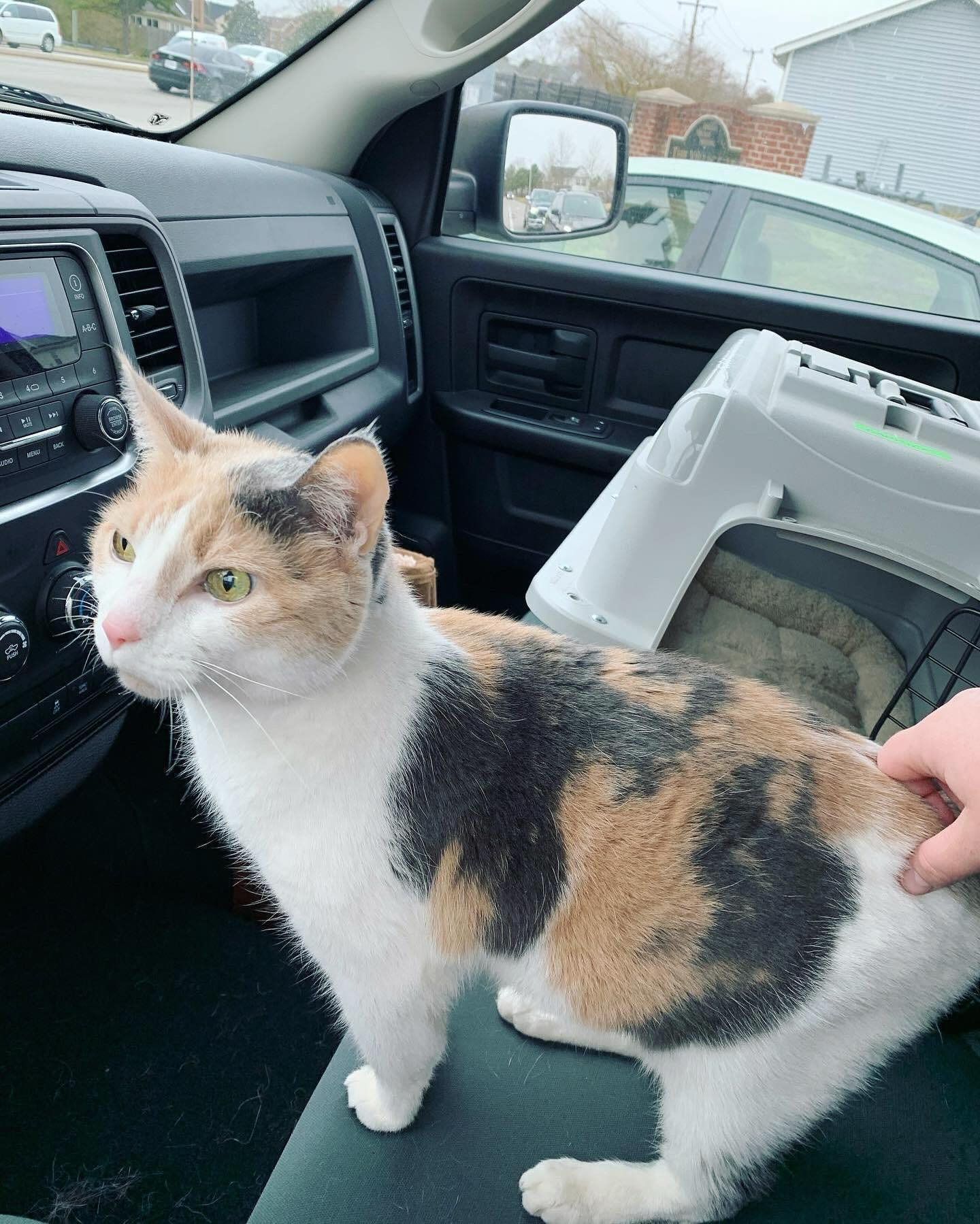 ⁣ ✞ Raspberry ⁣ approx. 06/2007 to 12/09/2022 ⁣ ⁣ I miss you so much, my grumpy girl 🤍