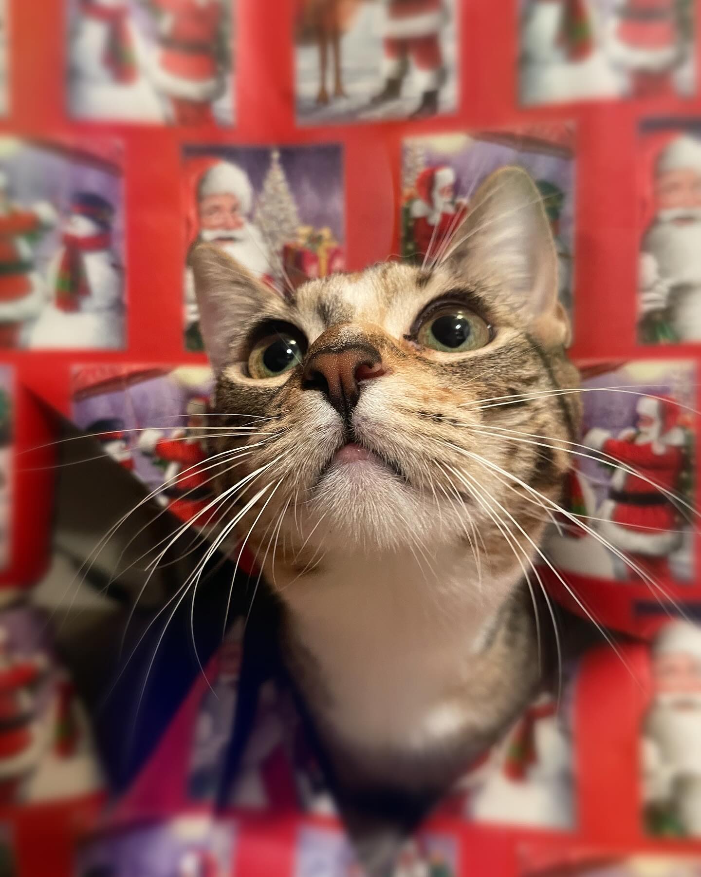 ⁣ 🎄 🎅🏻 🎁⁣ Merry Christmas! ⁣ ⁣ #dogs #dogsofinstagram #cats #catsofinstagram #christmas