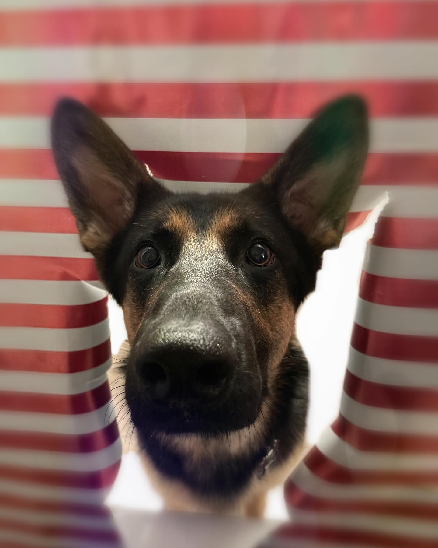 ⁣ 🎄 🎅🏻 🎁⁣ Merry Christmas! ⁣ ⁣ #dogs #dogsofinstagram #cats #catsofinstagram #christmas