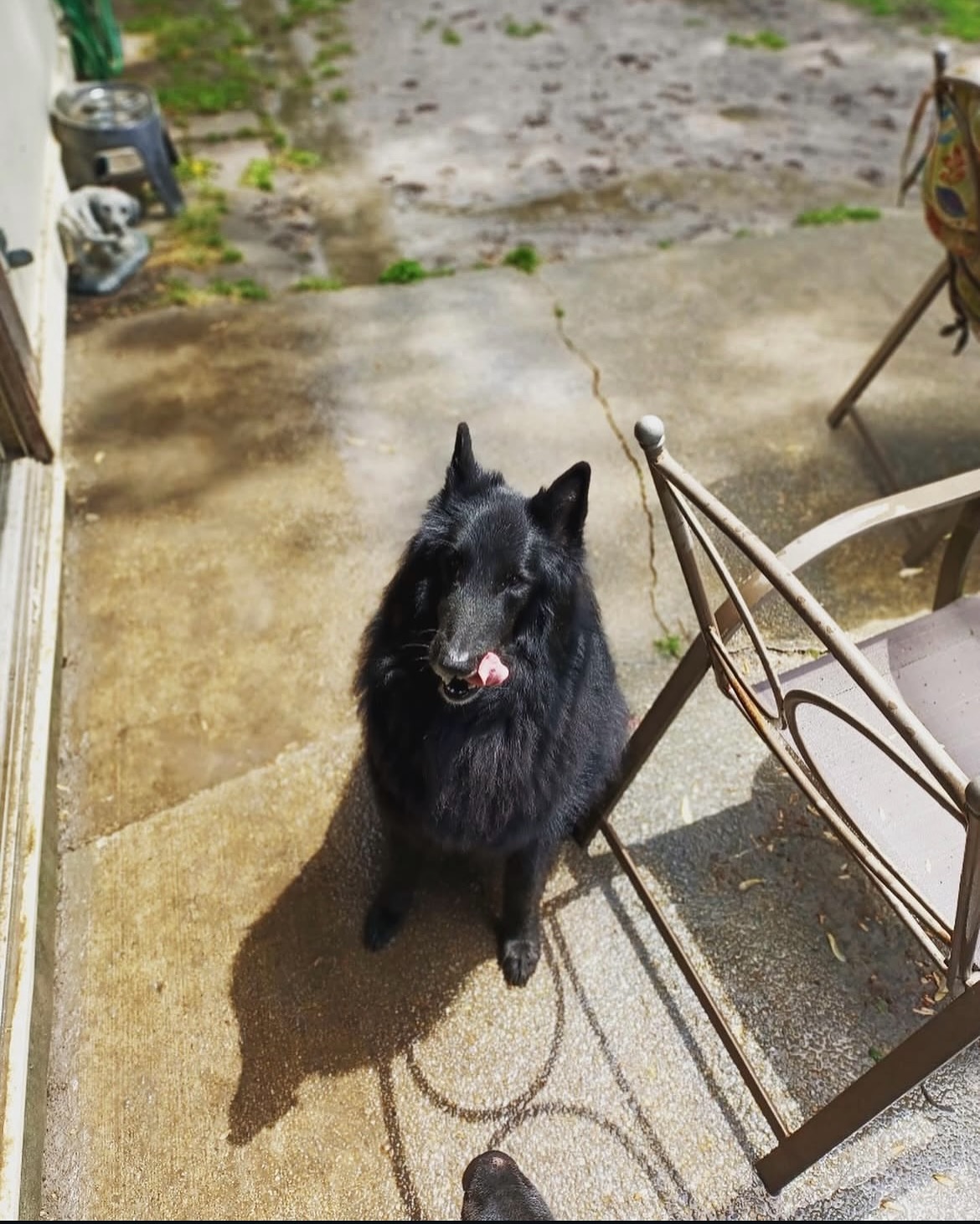 💙⁣ ✞ Remus⁣ 12/23/2013 to 01/16/2023 ⁣ ⁣ My darling, darling boy, I can’t believe that you’ve already been gone for 2 years. I still miss you so incredibly much, and think about y...
