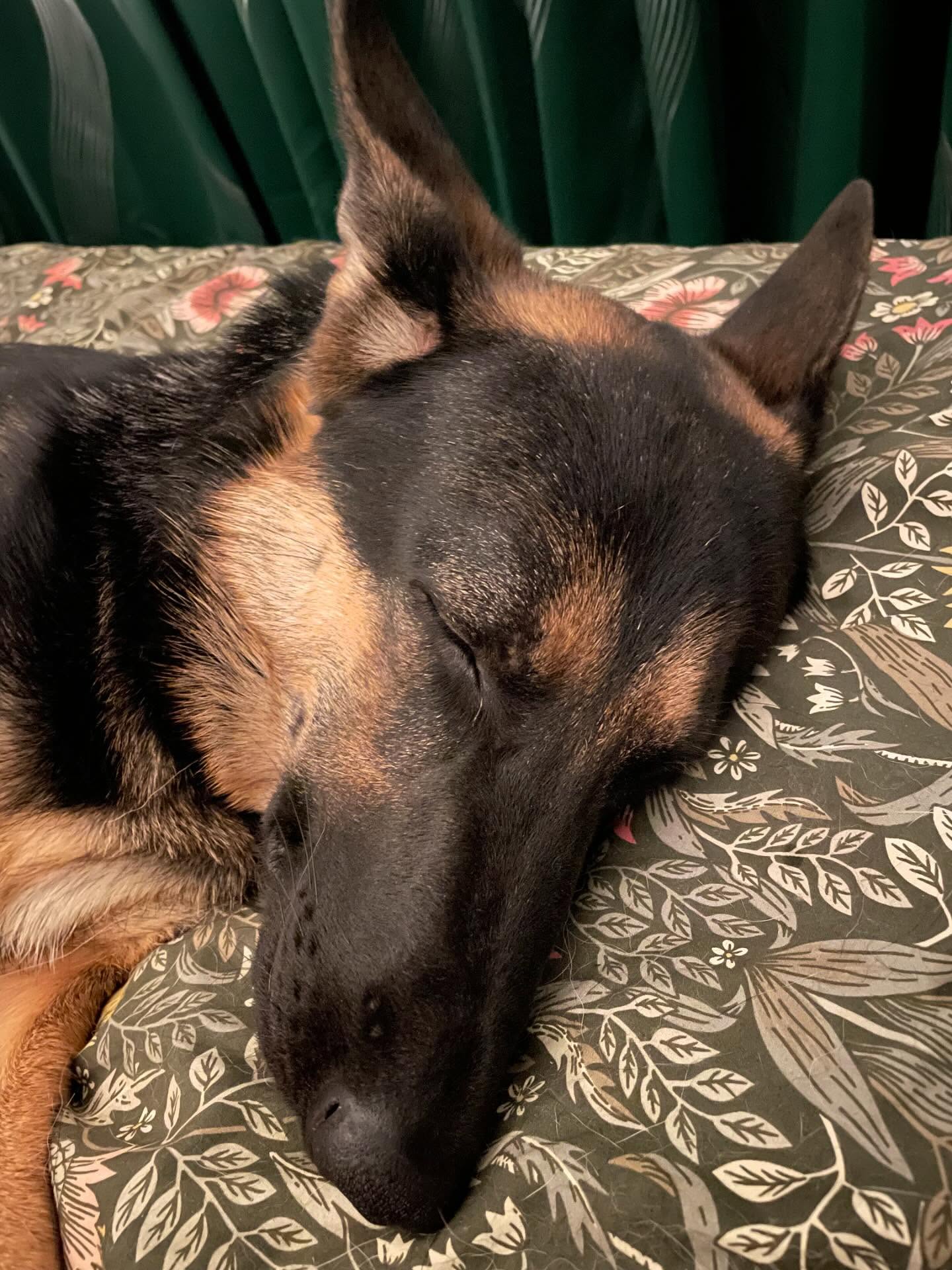 🎂 ⁣ May 31, 2025: Happy 1yr GOTCHA! Day, and ~2nd birthday to my sweetie Sigyn, aka Siggy wiggy 💜 ⁣ ⁣ Bringing you into our family has not been an easy journey, and there were man...
