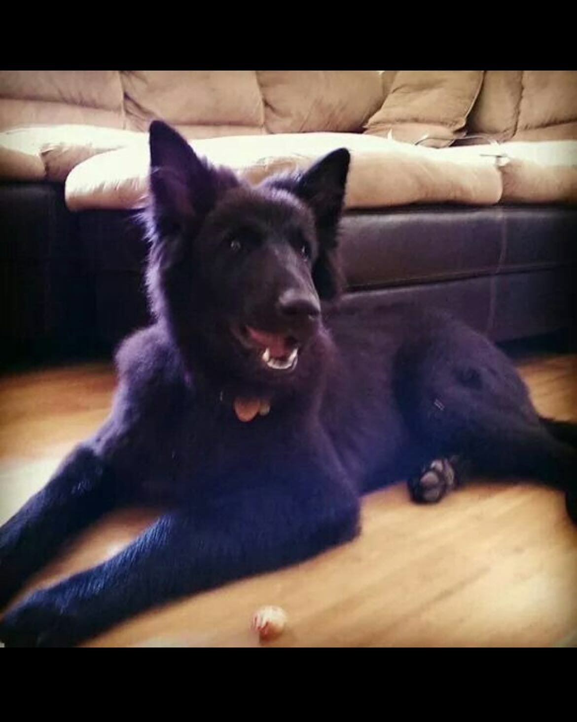 ❤️⁣⁣ ✞ Sirius⁣⁣ 12/23/2013 to 05/10/2024 ⁣ ⁣ My sweet Bubba, I miss you so incredibly much, and I can’t believe it’s already been a year since we had to say goodbye. ⁣ I miss how...