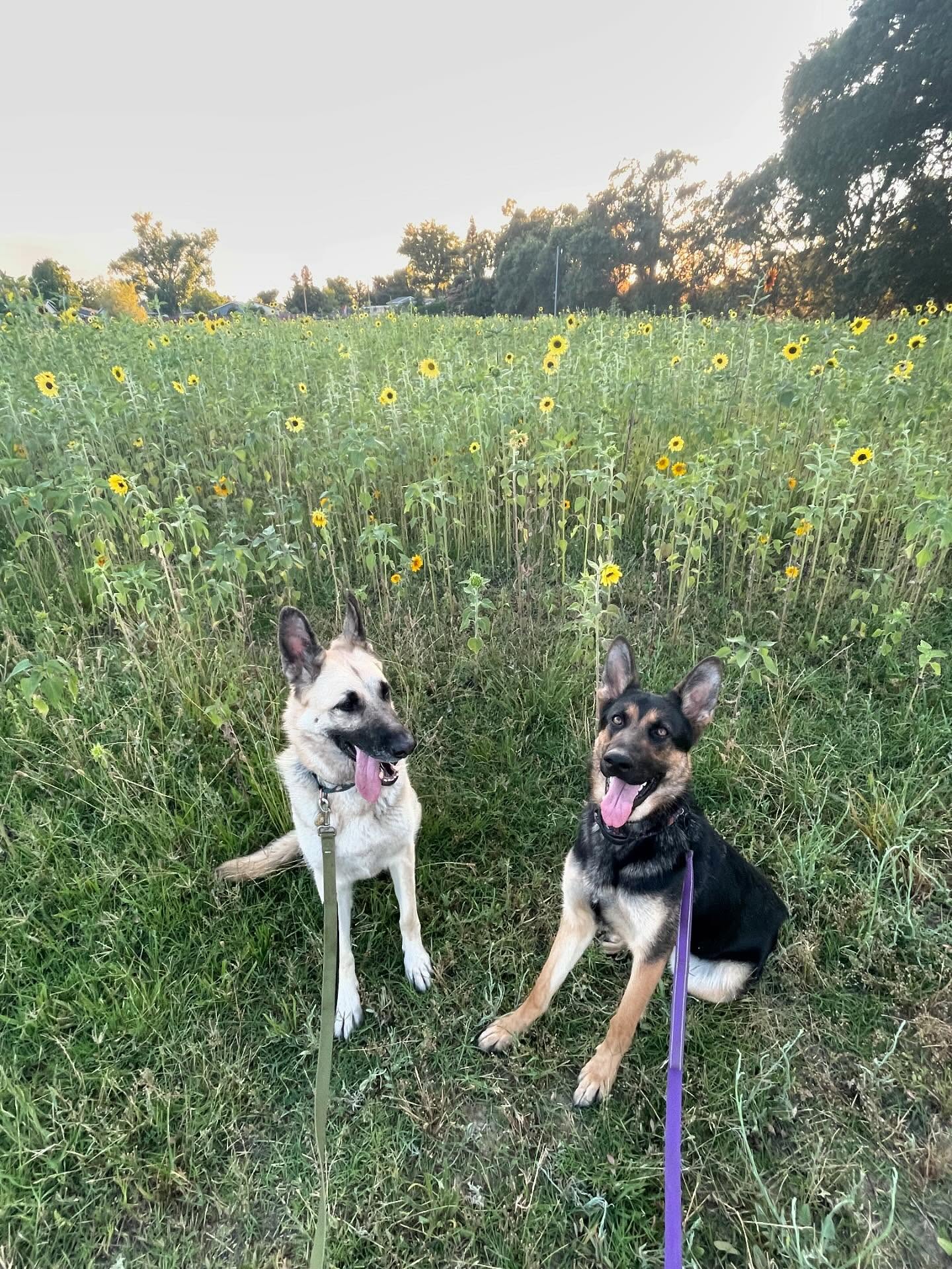 🎂 ⁣ May 31, 2025: Happy 1yr GOTCHA! Day, and ~2nd birthday to my sweetie Sigyn, aka Siggy wiggy 💜 ⁣ ⁣ Bringing you into our family has not been an easy journey, and there were man...