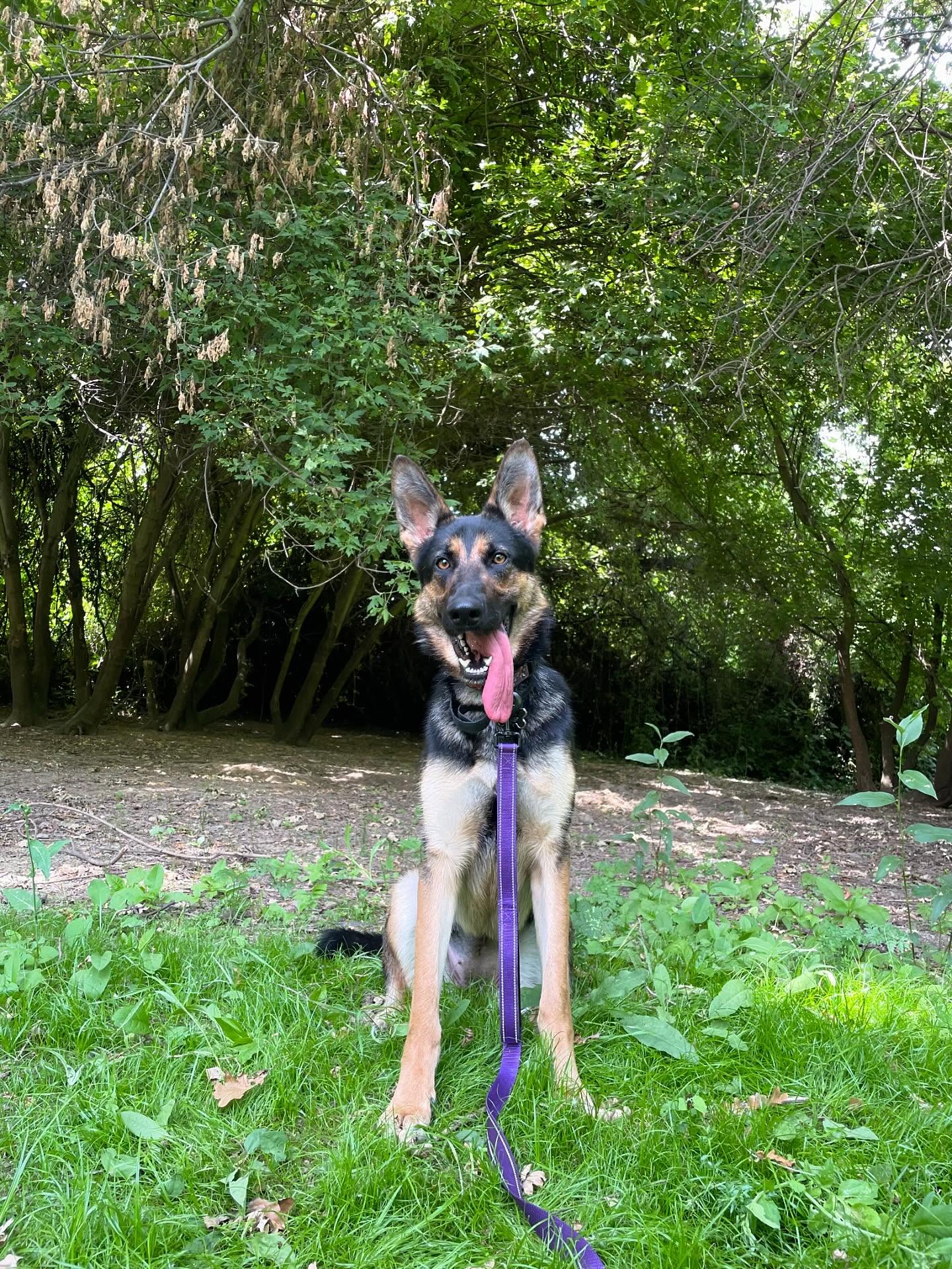 🎂 ⁣ May 31, 2025: Happy 1yr GOTCHA! Day, and ~2nd birthday to my sweetie Sigyn, aka Siggy wiggy 💜 ⁣ ⁣ Bringing you into our family has not been an easy journey, and there were man...