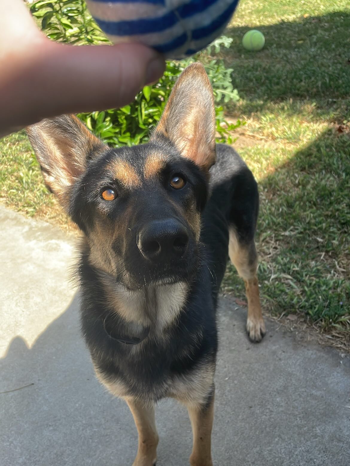 🎂 ⁣ May 31, 2025: Happy 1yr GOTCHA! Day, and ~2nd birthday to my sweetie Sigyn, aka Siggy wiggy 💜 ⁣ ⁣ Bringing you into our family has not been an easy journey, and there were man...