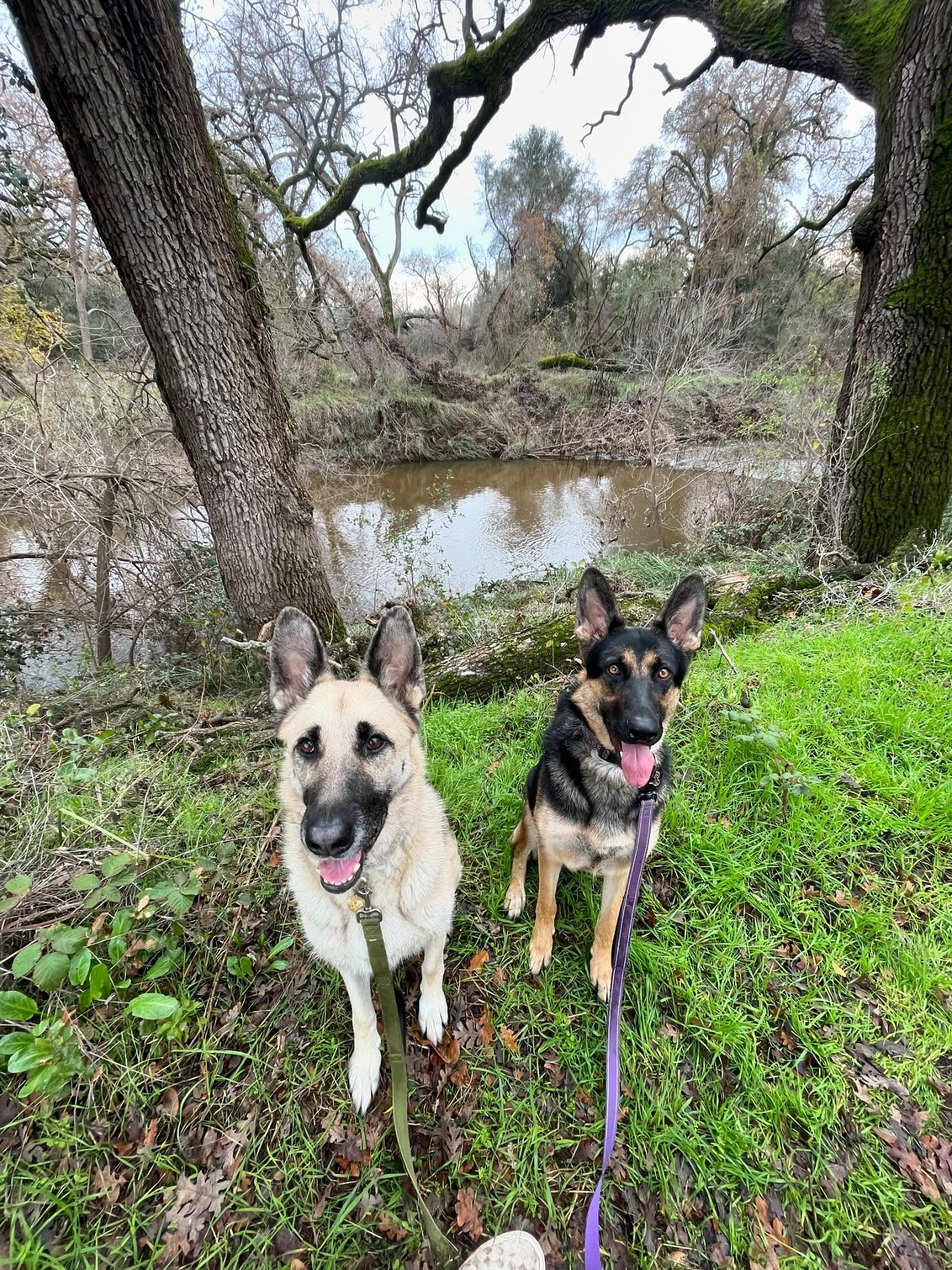 🎂 ⁣ May 31, 2025: Happy 1yr GOTCHA! Day, and ~2nd birthday to my sweetie Sigyn, aka Siggy wiggy 💜 ⁣ ⁣ Bringing you into our family has not been an easy journey, and there were man...