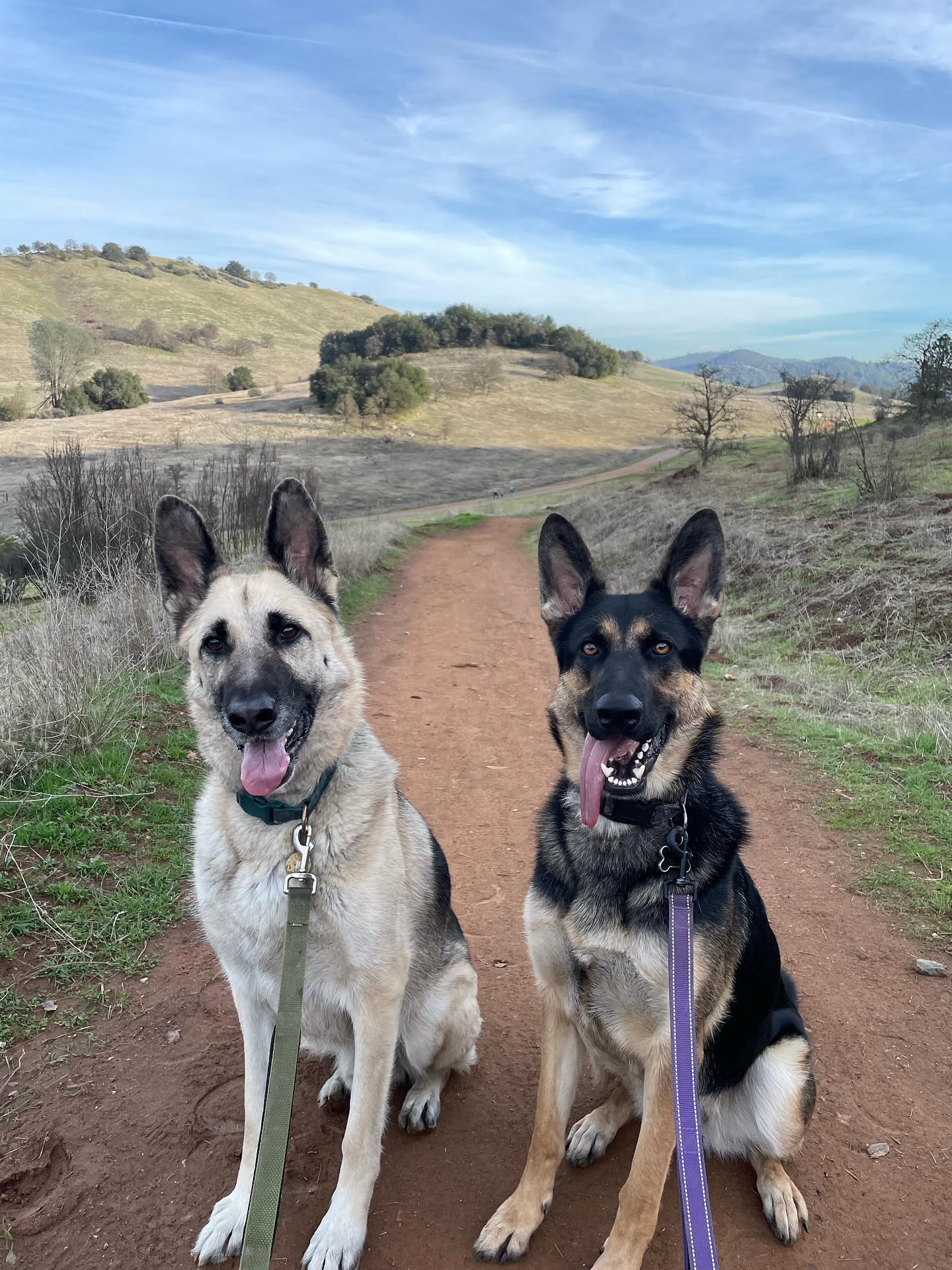 🎂 ⁣ May 31, 2025: Happy 1yr GOTCHA! Day, and ~2nd birthday to my sweetie Sigyn, aka Siggy wiggy 💜 ⁣ ⁣ Bringing you into our family has not been an easy journey, and there were man...