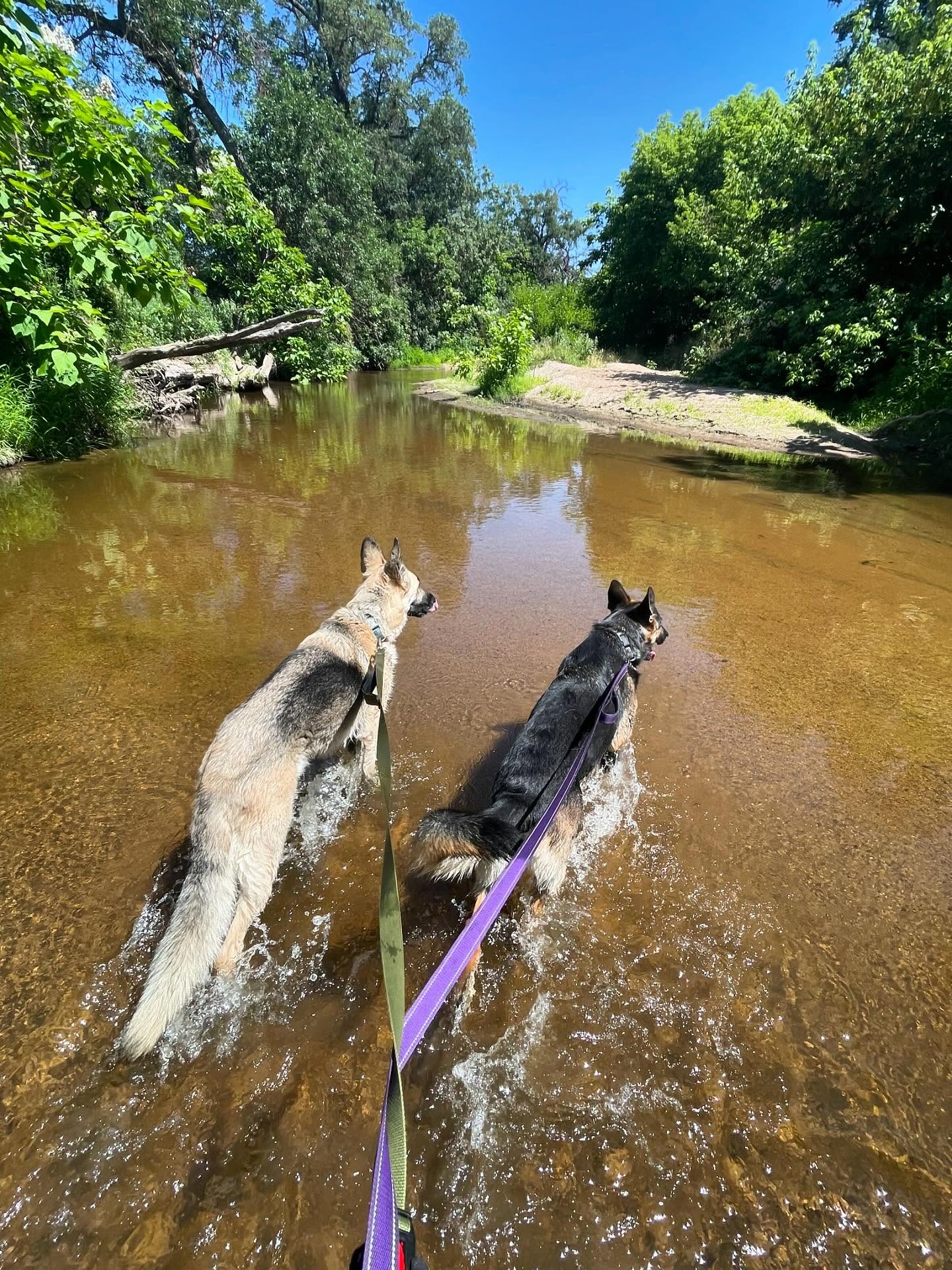 🎂 ⁣ May 31, 2025: Happy 1yr GOTCHA! Day, and ~2nd birthday to my sweetie Sigyn, aka Siggy wiggy 💜 ⁣ ⁣ Bringing you into our family has not been an easy journey, and there were man...
