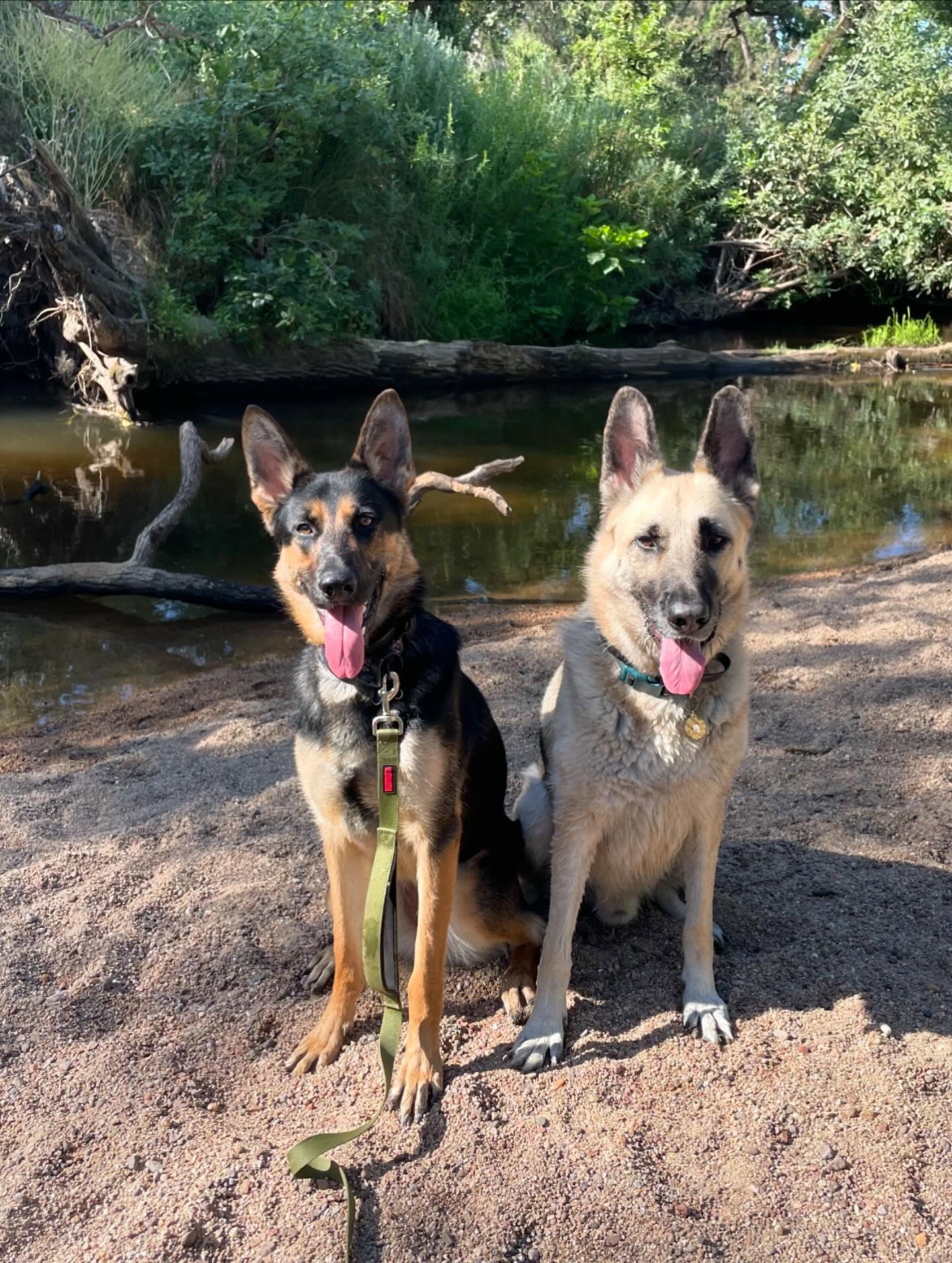 🎂 ⁣ May 31, 2025: Happy 1yr GOTCHA! Day, and ~2nd birthday to my sweetie Sigyn, aka Siggy wiggy 💜 ⁣ ⁣ Bringing you into our family has not been an easy journey, and there were man...