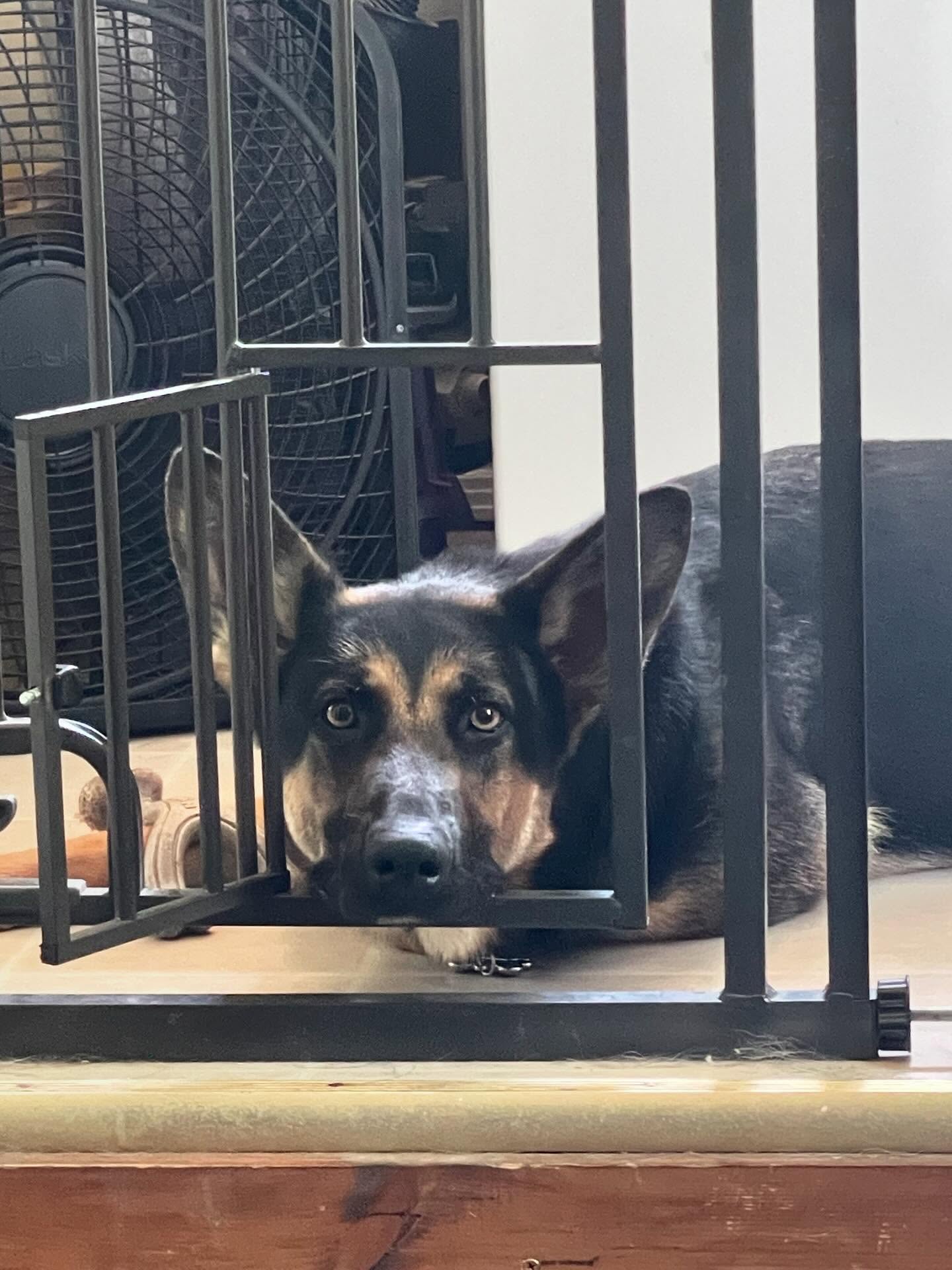 🎂 ⁣ May 31, 2025: Happy 1yr GOTCHA! Day, and ~2nd birthday to my sweetie Sigyn, aka Siggy wiggy 💜 ⁣ ⁣ Bringing you into our family has not been an easy journey, and there were man...
