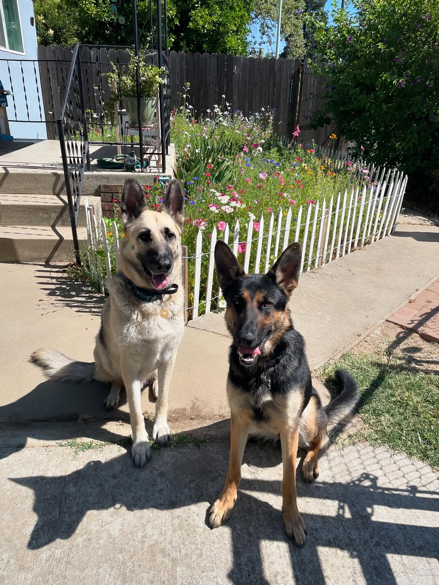 🎂 ⁣ May 31, 2025: Happy 1yr GOTCHA! Day, and ~2nd birthday to my sweetie Sigyn, aka Siggy wiggy 💜 ⁣ ⁣ Bringing you into our family has not been an easy journey, and there were man...
