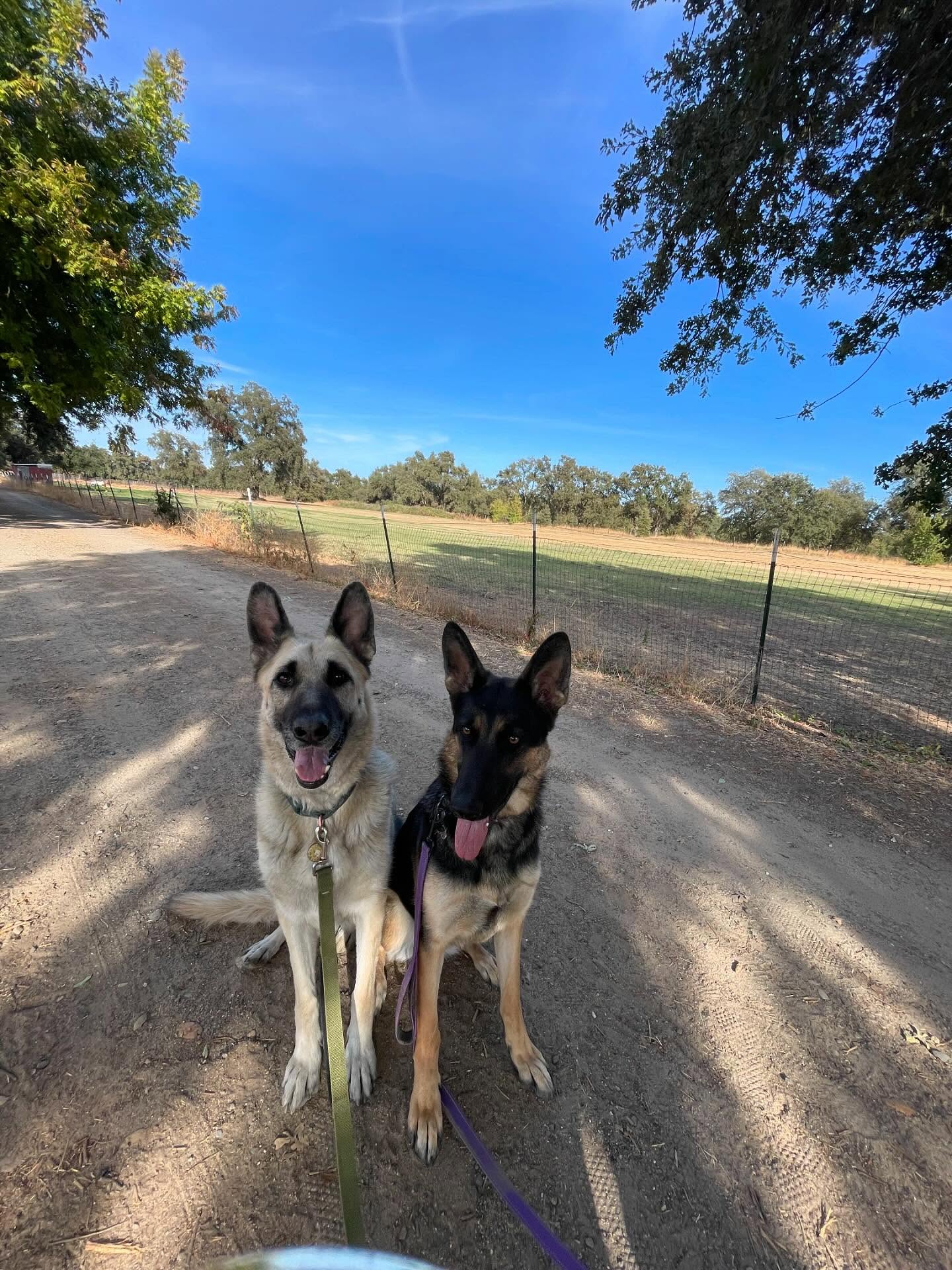 🎂 ⁣ May 31, 2025: Happy 1yr GOTCHA! Day, and ~2nd birthday to my sweetie Sigyn, aka Siggy wiggy 💜 ⁣ ⁣ Bringing you into our family has not been an easy journey, and there were man...