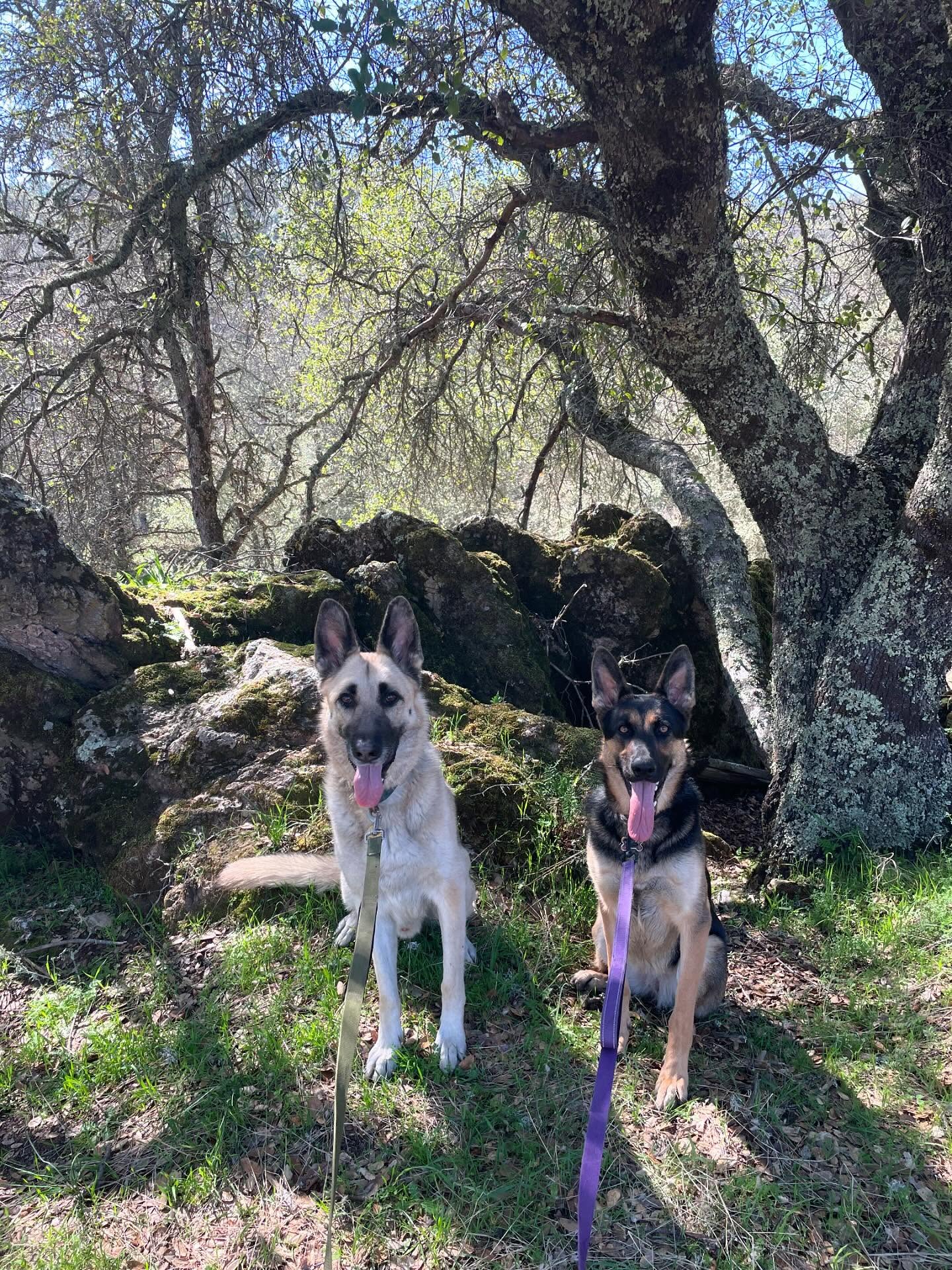 🎂 ⁣ May 31, 2025: Happy 1yr GOTCHA! Day, and ~2nd birthday to my sweetie Sigyn, aka Siggy wiggy 💜 ⁣ ⁣ Bringing you into our family has not been an easy journey, and there were man...