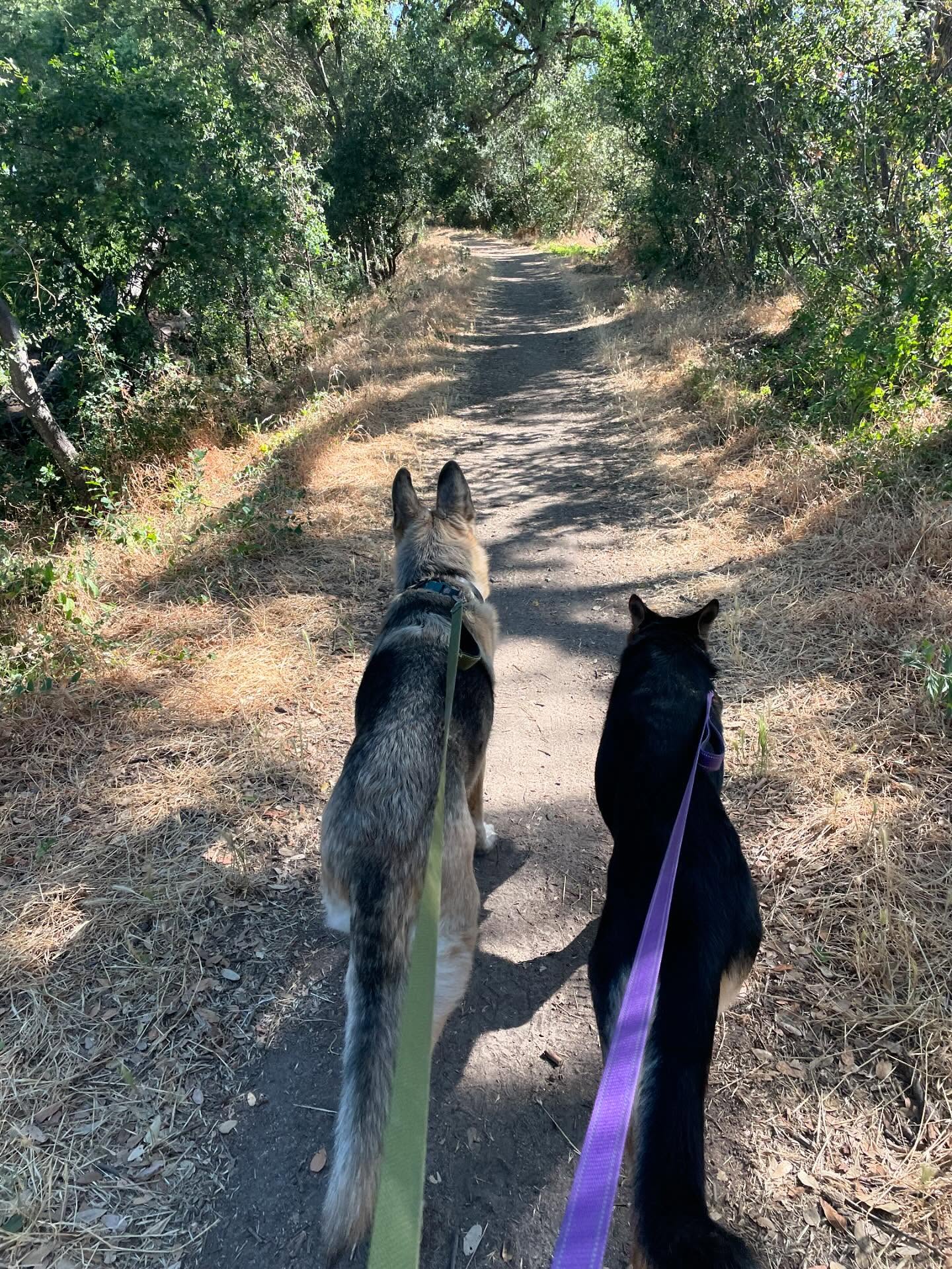 🎂 ⁣ May 31, 2025: Happy 1yr GOTCHA! Day, and ~2nd birthday to my sweetie Sigyn, aka Siggy wiggy 💜 ⁣ ⁣ Bringing you into our family has not been an easy journey, and there were man...