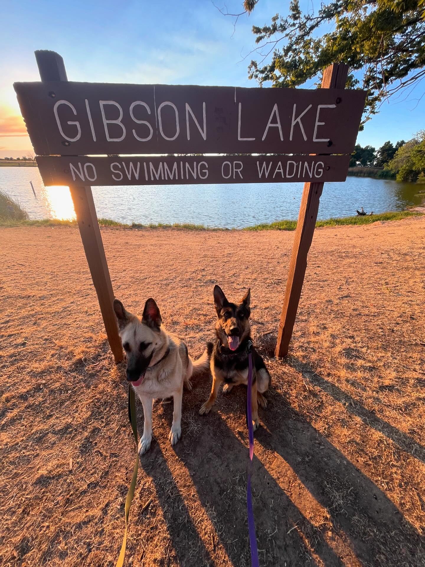 🎂 ⁣ May 31, 2025: Happy 1yr GOTCHA! Day, and ~2nd birthday to my sweetie Sigyn, aka Siggy wiggy 💜 ⁣ ⁣ Bringing you into our family has not been an easy journey, and there were man...