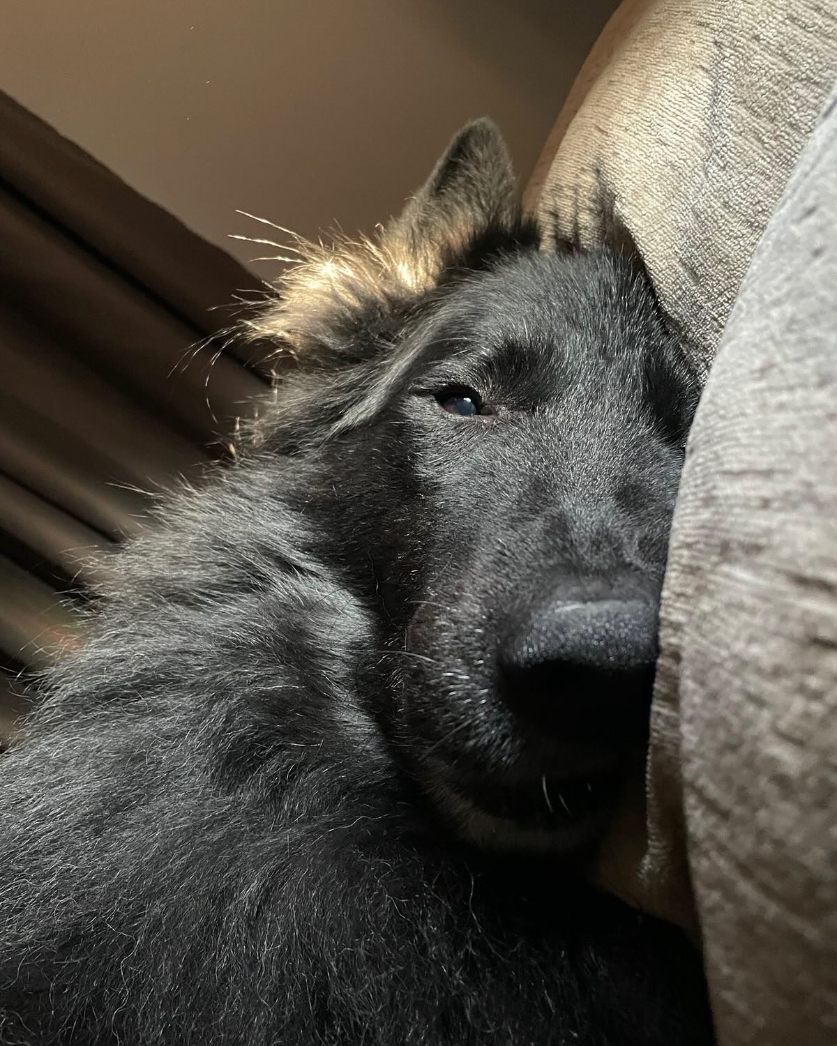 ❤️⁣⁣ ✞ Sirius⁣⁣ 12/23/2013 to 05/10/2024 ⁣ ⁣ My sweet Bubba, I miss you so incredibly much, and I can’t believe it’s already been a year since we had to say goodbye. ⁣ I miss how...
