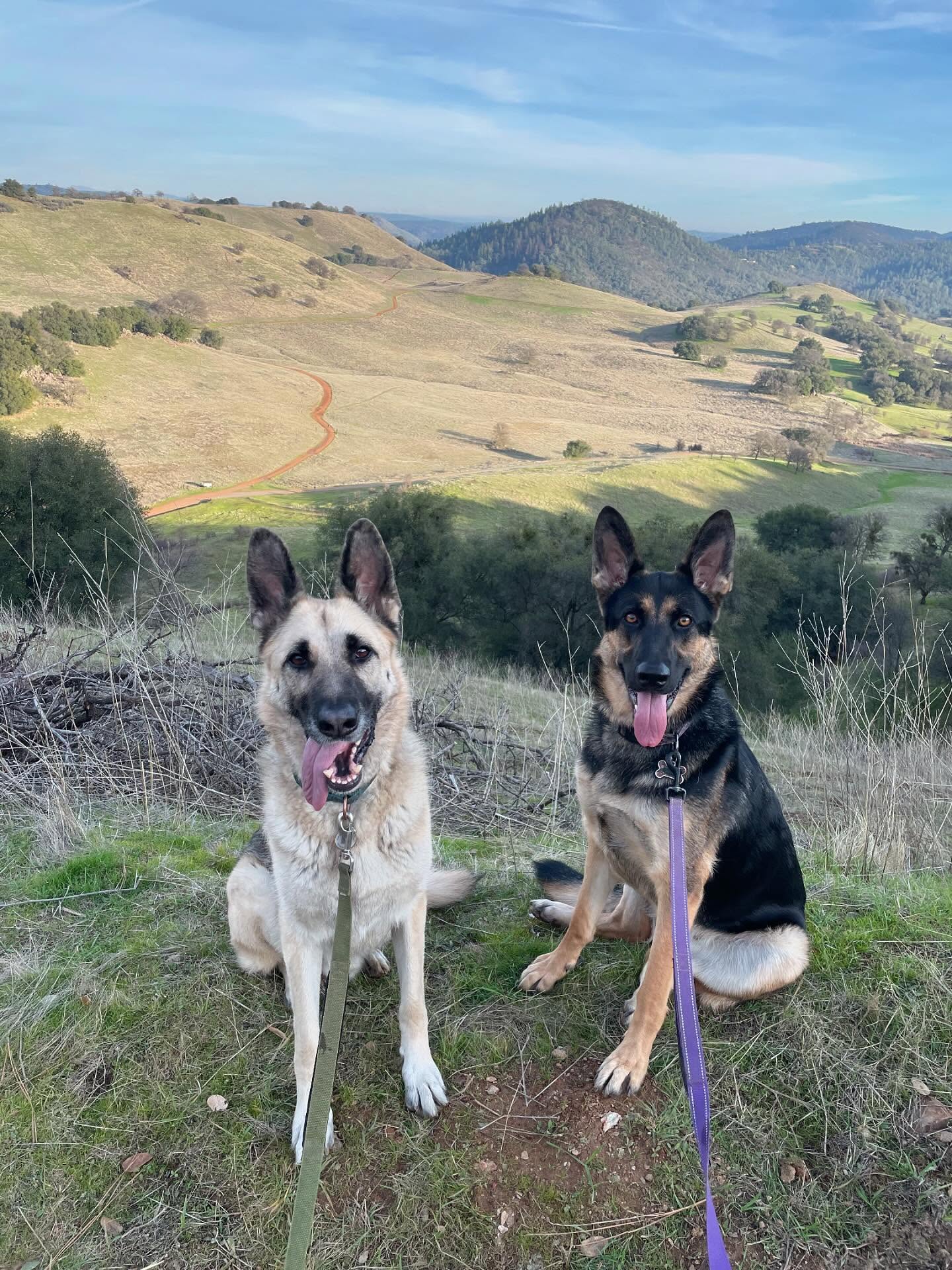 🎂 ⁣ May 31, 2025: Happy 1yr GOTCHA! Day, and ~2nd birthday to my sweetie Sigyn, aka Siggy wiggy 💜 ⁣ ⁣ Bringing you into our family has not been an easy journey, and there were man...