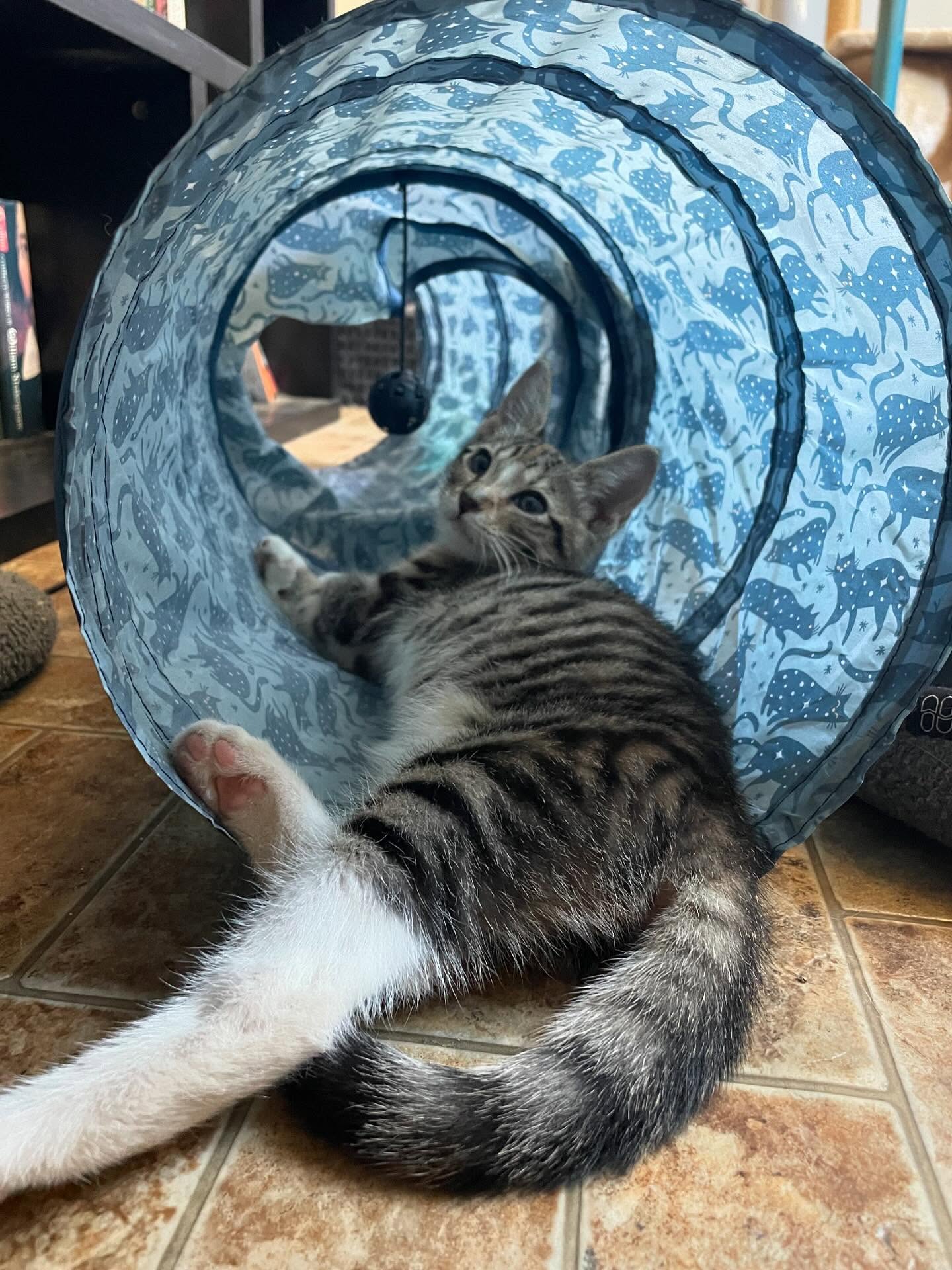 🤠⁣ June 18, 2025: Happy 1yr GOTCHA! Day to my little Farmer George⁣ ⁣ George had seemingly been abandoned by her mother when I found her screaming under my neighbor’s car, who sai...