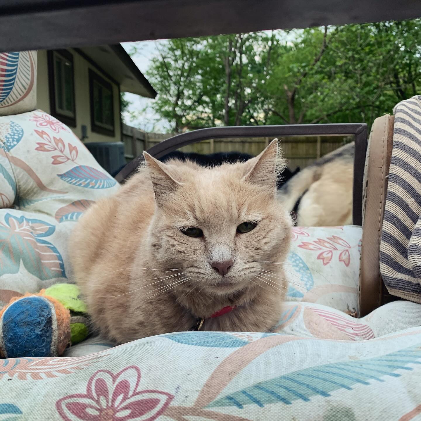 ⁣⁣ ✞ Rajah⁣⁣ approx. 12/2008 to 06/18/2023 ⁣⁣ ⁣⁣ I miss you SO much, Princess Rajah, my little explorah 👑⁣⁣ You were the cuddliest, sweetest little tabby cat that I could ever ask...