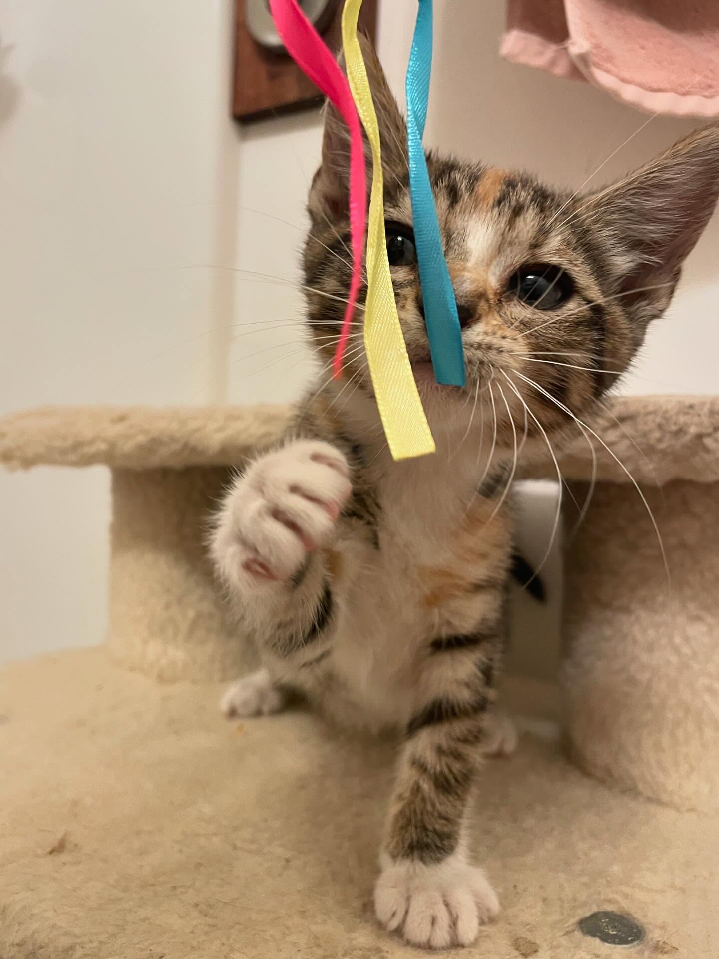 🤠⁣ June 18, 2025: Happy 1yr GOTCHA! Day to my little Farmer George⁣ ⁣ George had seemingly been abandoned by her mother when I found her screaming under my neighbor’s car, who sai...