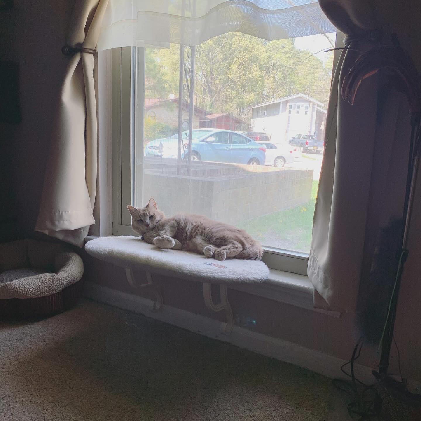 ⁣⁣ ✞ Rajah⁣⁣ approx. 12/2008 to 06/18/2023 ⁣⁣ ⁣⁣ I miss you SO much, Princess Rajah, my little explorah 👑⁣⁣ You were the cuddliest, sweetest little tabby cat that I could ever ask...