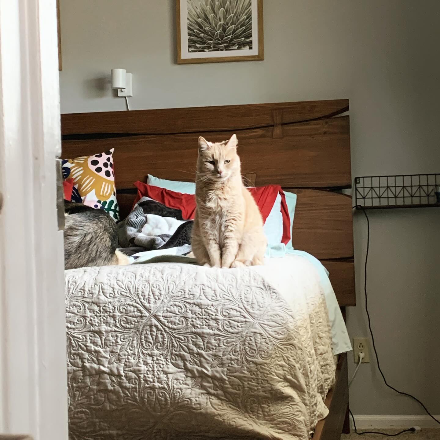 ⁣⁣ ✞ Rajah⁣⁣ approx. 12/2008 to 06/18/2023 ⁣⁣ ⁣⁣ I miss you SO much, Princess Rajah, my little explorah 👑⁣⁣ You were the cuddliest, sweetest little tabby cat that I could ever ask...
