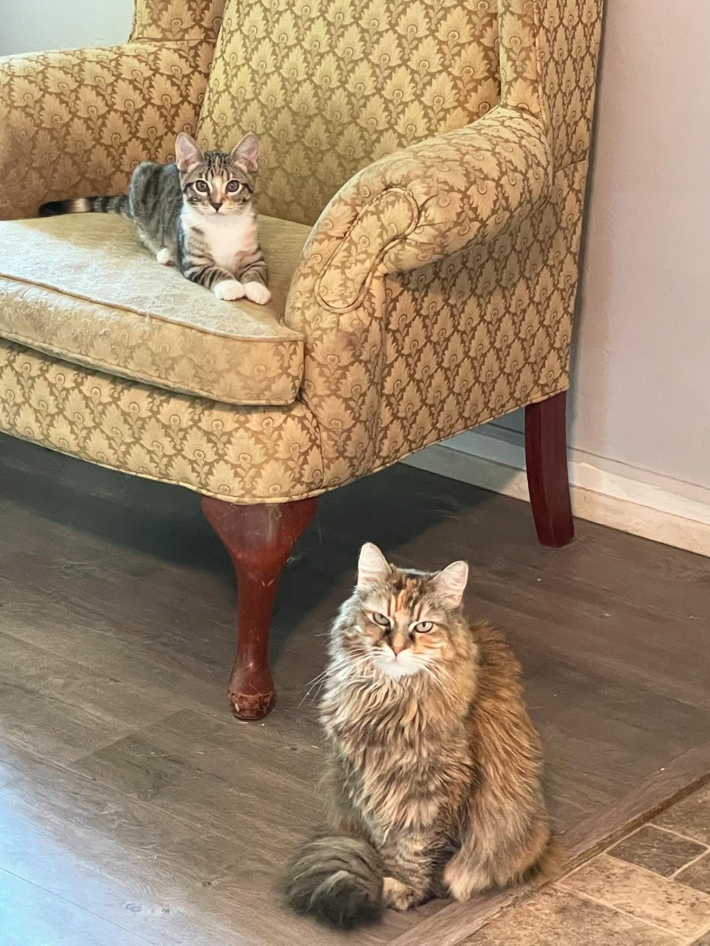 🤠⁣ June 18, 2025: Happy 1yr GOTCHA! Day to my little Farmer George⁣ ⁣ George had seemingly been abandoned by her mother when I found her screaming under my neighbor’s car, who sai...