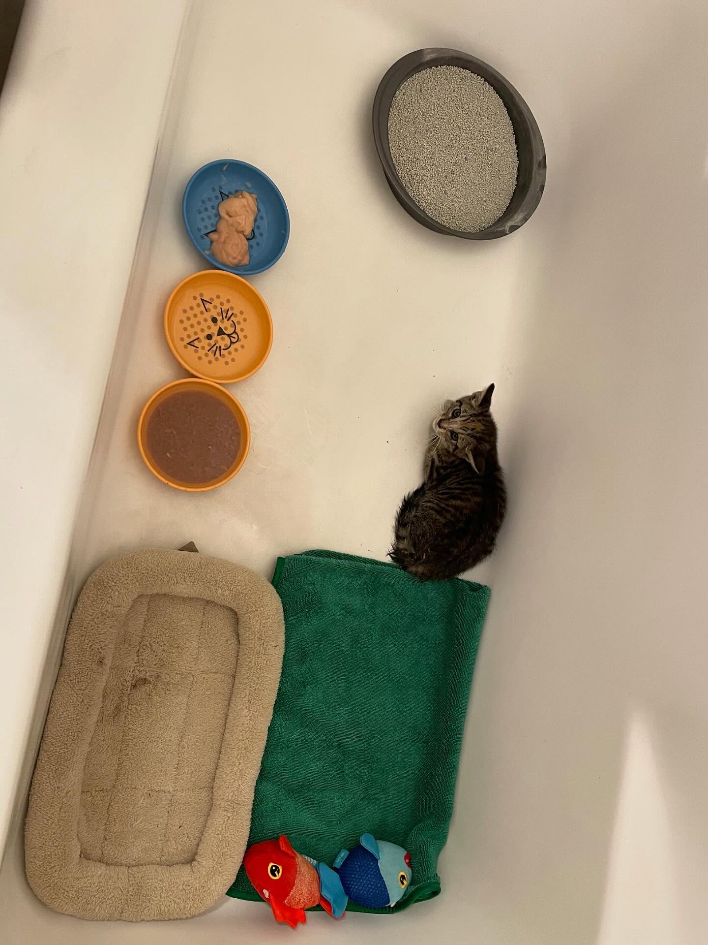🤠⁣ June 18, 2025: Happy 1yr GOTCHA! Day to my little Farmer George⁣ ⁣ George had seemingly been abandoned by her mother when I found her screaming under my neighbor’s car, who sai...