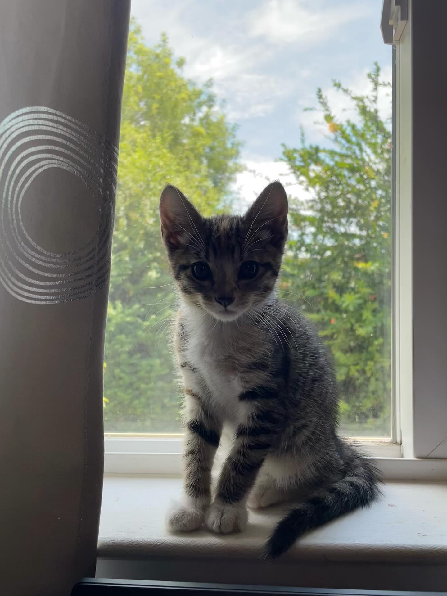 🤠⁣ June 18, 2025: Happy 1yr GOTCHA! Day to my little Farmer George⁣ ⁣ George had seemingly been abandoned by her mother when I found her screaming under my neighbor’s car, who sai...