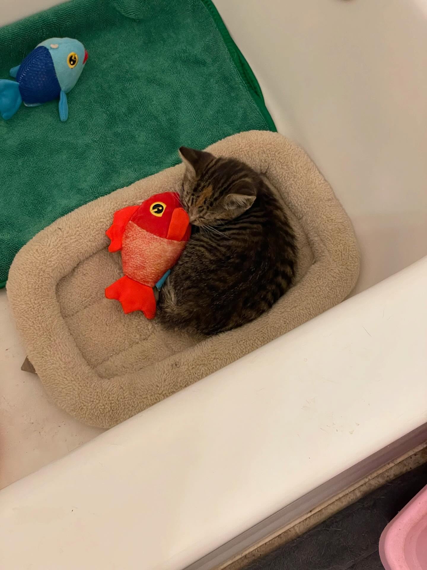 🤠⁣ June 18, 2025: Happy 1yr GOTCHA! Day to my little Farmer George⁣ ⁣ George had seemingly been abandoned by her mother when I found her screaming under my neighbor’s car, who sai...