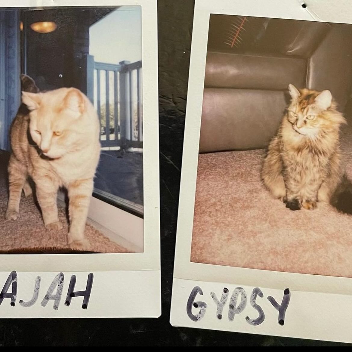⁣⁣ ✞ Rajah⁣⁣ approx. 12/2008 to 06/18/2023 ⁣⁣ ⁣⁣ I miss you SO much, Princess Rajah, my little explorah 👑⁣⁣ You were the cuddliest, sweetest little tabby cat that I could ever ask...