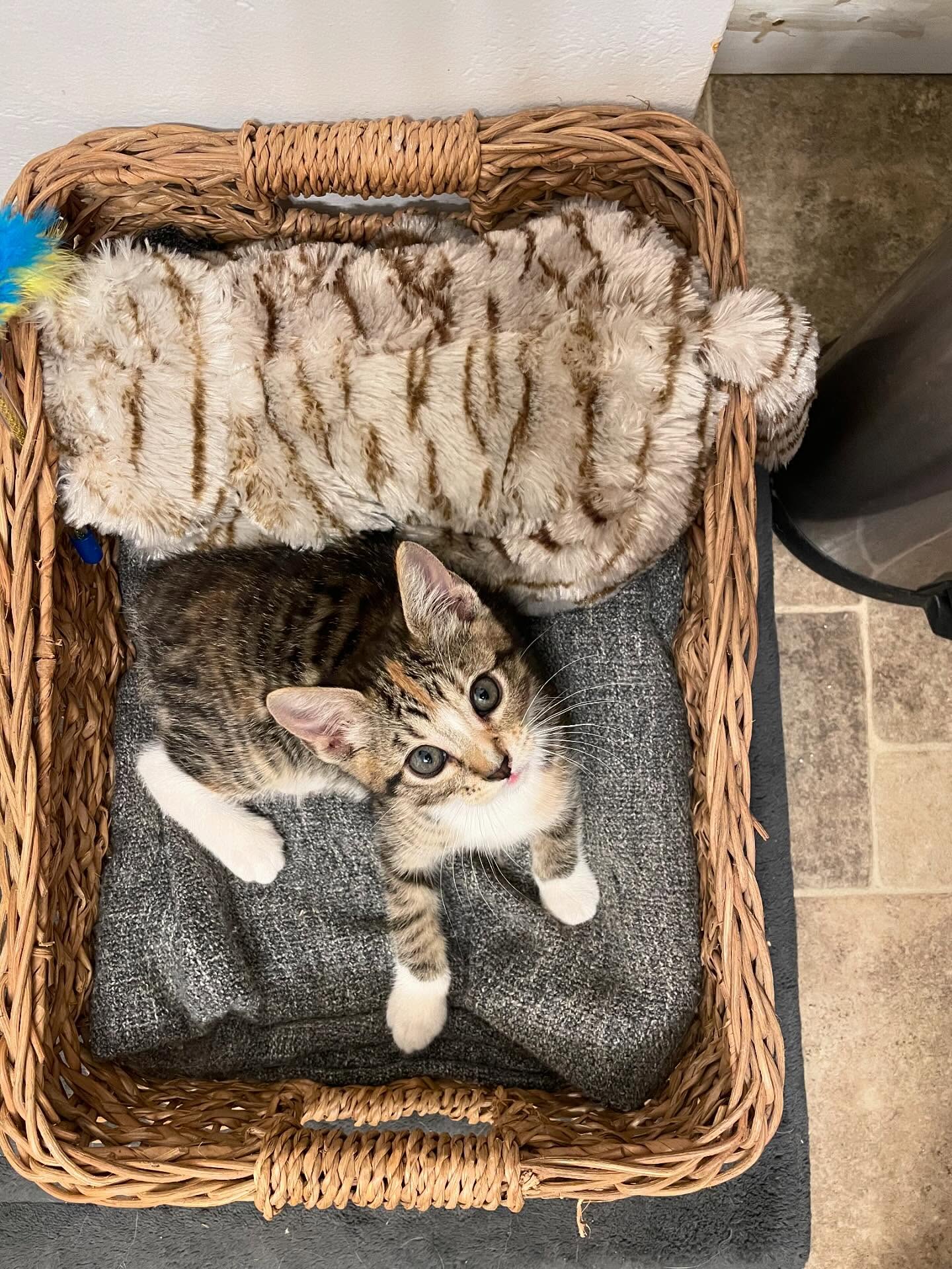 🤠⁣ June 18, 2025: Happy 1yr GOTCHA! Day to my little Farmer George⁣ ⁣ George had seemingly been abandoned by her mother when I found her screaming under my neighbor’s car, who sai...