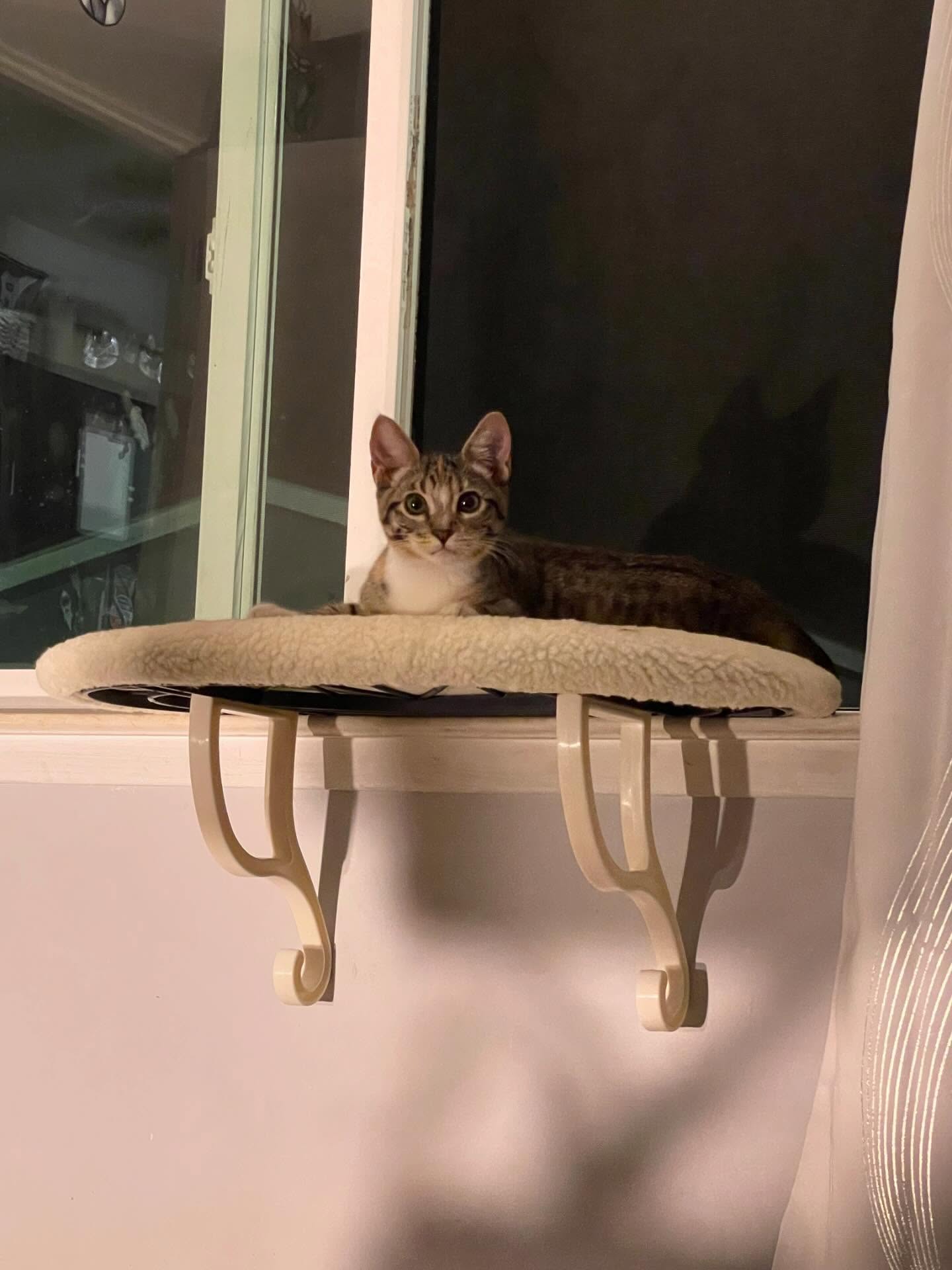 🤠⁣ June 18, 2025: Happy 1yr GOTCHA! Day to my little Farmer George⁣ ⁣ George had seemingly been abandoned by her mother when I found her screaming under my neighbor’s car, who sai...