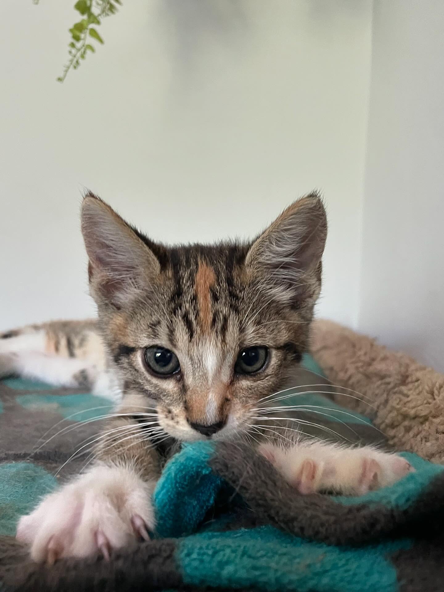 🤠⁣ June 18, 2025: Happy 1yr GOTCHA! Day to my little Farmer George⁣ ⁣ George had seemingly been abandoned by her mother when I found her screaming under my neighbor’s car, who sai...