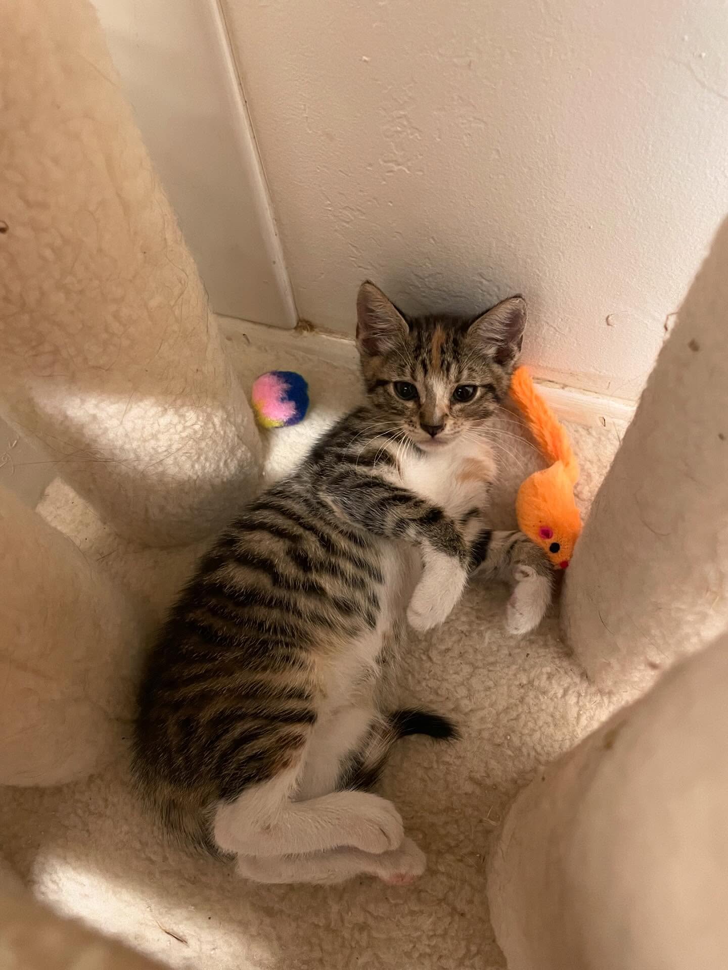 🤠⁣ June 18, 2025: Happy 1yr GOTCHA! Day to my little Farmer George⁣ ⁣ George had seemingly been abandoned by her mother when I found her screaming under my neighbor’s car, who sai...