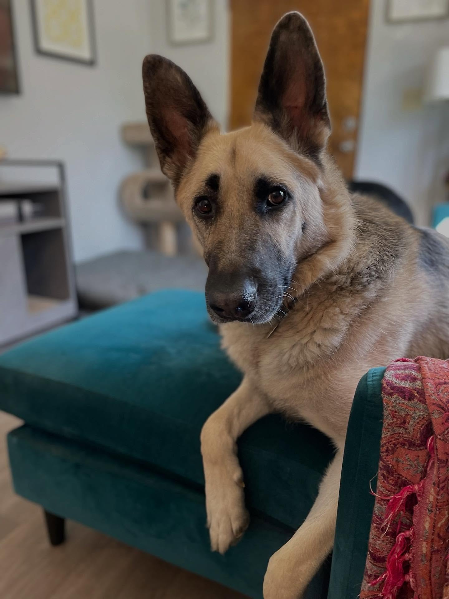 🎂 ⁣ Happy 8th birthday, Loki! 💚