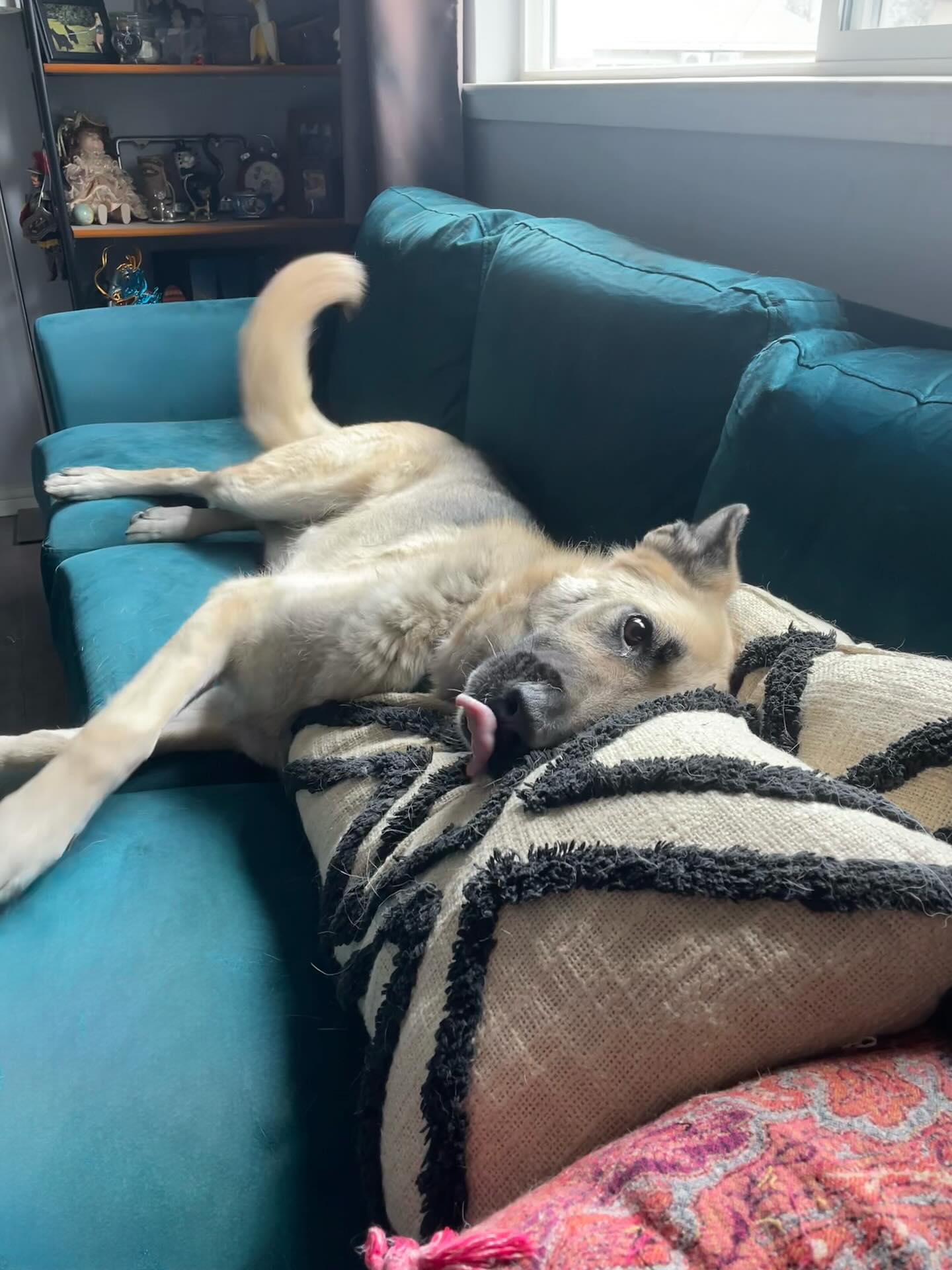 🎂 ⁣ Happy 8th birthday, Loki! 💚