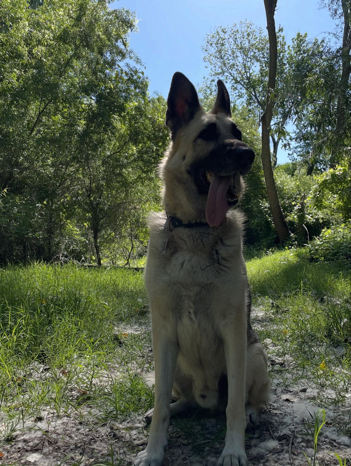 🎂 ⁣ Happy 8th birthday, Loki! 💚