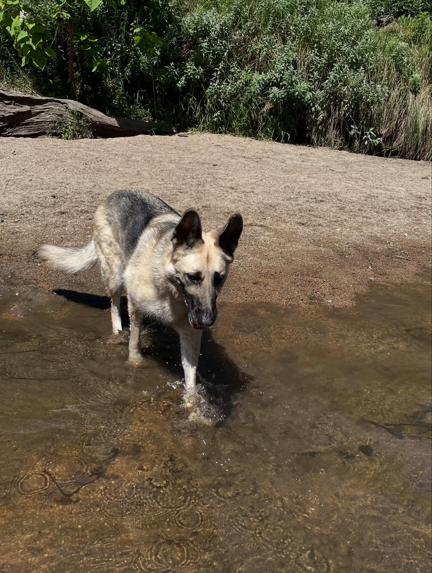 🎂 ⁣ Happy 8th birthday, Loki! 💚