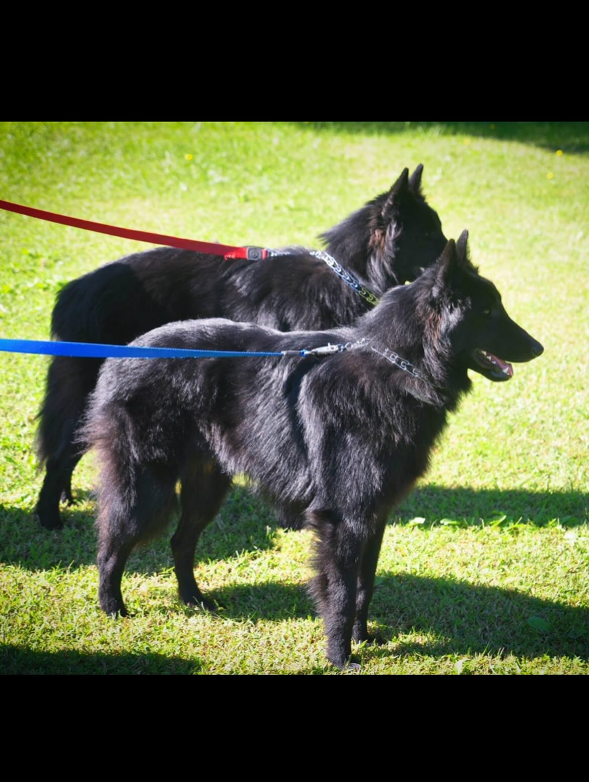 🎂⁣ Happy heavenly birthday to my two best boys, Sirius and Remus ⁣ ⁣ ❤️ 💙 ⁣ ⁣ You’re turning 12 today… Life was so cruel and unfair to take you so early, and I would give anything...