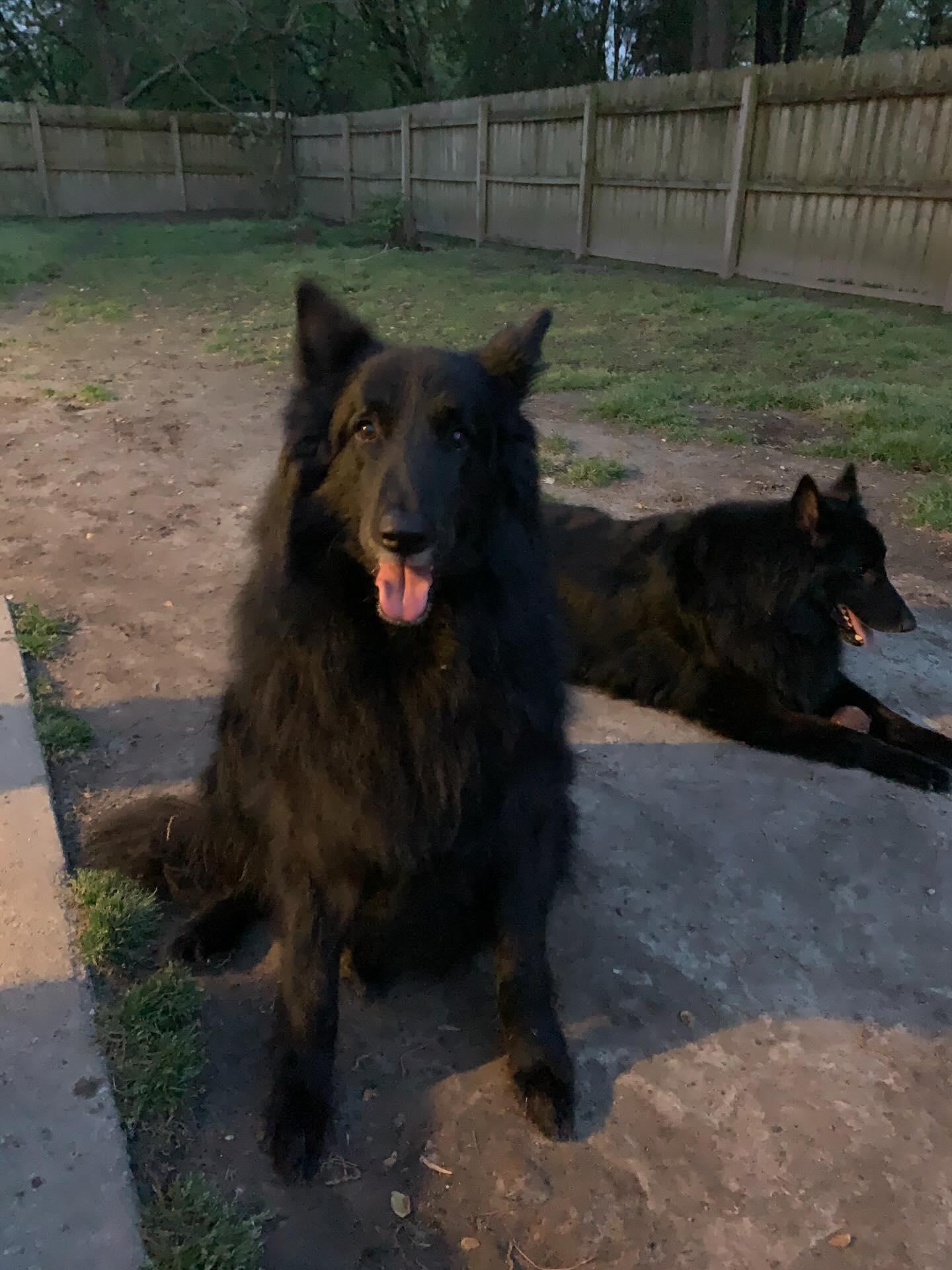 🎂⁣ Happy heavenly birthday to my two best boys, Sirius and Remus ⁣ ⁣ ❤️ 💙 ⁣ ⁣ You’re turning 12 today… Life was so cruel and unfair to take you so early, and I would give anything...