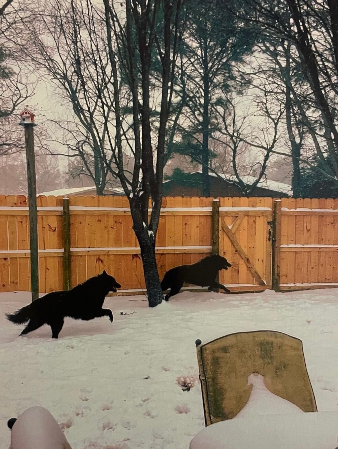 🎂⁣ Happy heavenly birthday to my two best boys, Sirius and Remus ⁣ ⁣ ❤️ 💙 ⁣ ⁣ You’re turning 12 today… Life was so cruel and unfair to take you so early, and I would give anything...