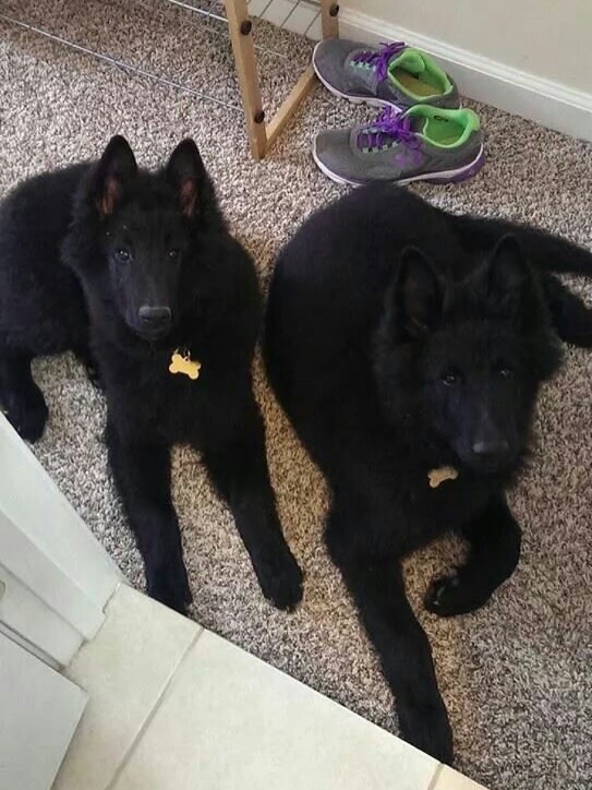 🎂⁣ Happy heavenly birthday to my two best boys, Sirius and Remus ⁣ ⁣ ❤️ 💙 ⁣ ⁣ You’re turning 12 today… Life was so cruel and unfair to take you so early, and I would give anything...