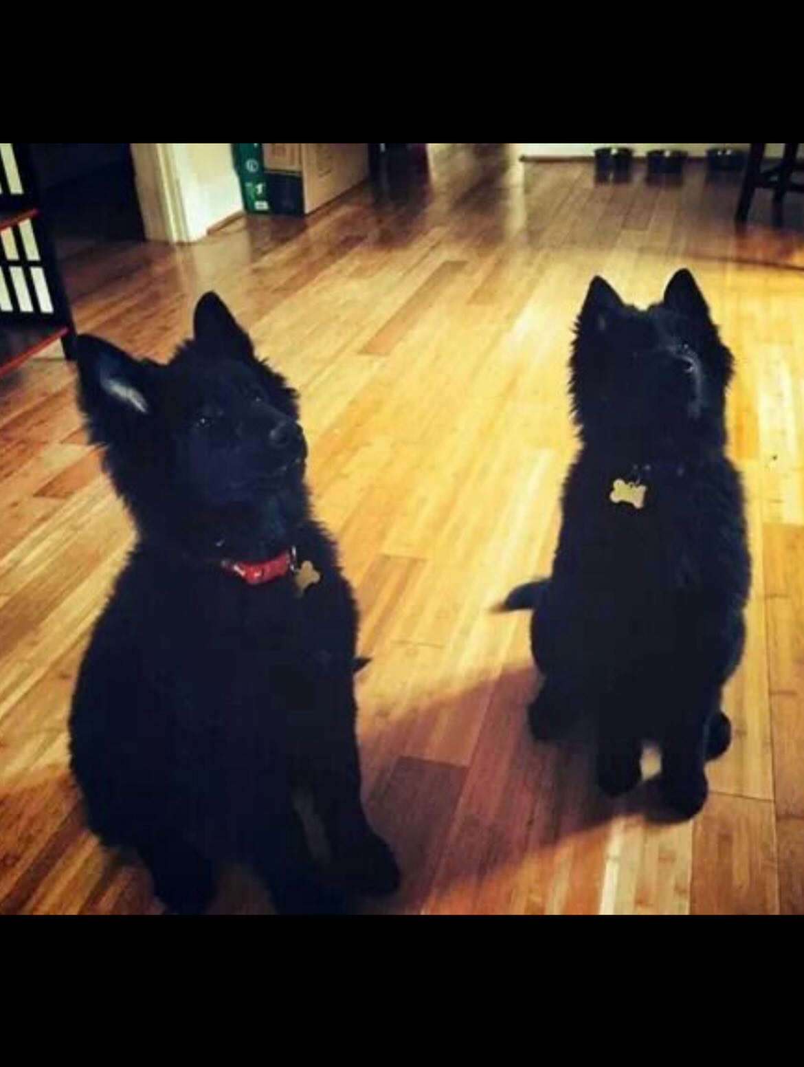 🎂⁣ Happy heavenly birthday to my two best boys, Sirius and Remus ⁣ ⁣ ❤️ 💙 ⁣ ⁣ You’re turning 12 today… Life was so cruel and unfair to take you so early, and I would give anything...