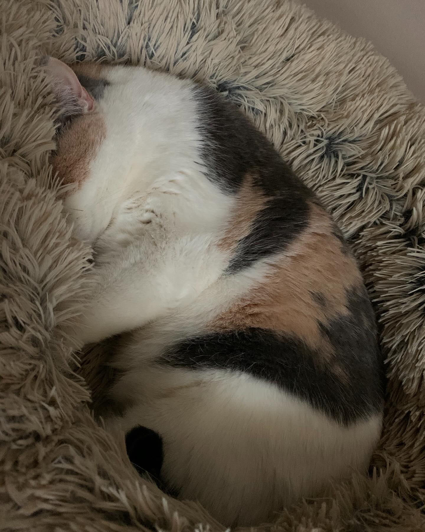 ⁣ ✞ Raspberry ⁣ approx. 06/2007 to 12/09/2022 ⁣ ⁣ My grumpy, grumpy girl… I miss and love you so much. ⁣ ⁣ It’s honestly hard to fathom just how much my life has changed in the pa...