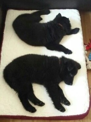 🎂⁣ Happy heavenly birthday to my two best boys, Sirius and Remus ⁣ ⁣ ❤️ 💙 ⁣ ⁣ You’re turning 12 today… Life was so cruel and unfair to take you so early, and I would give anything...