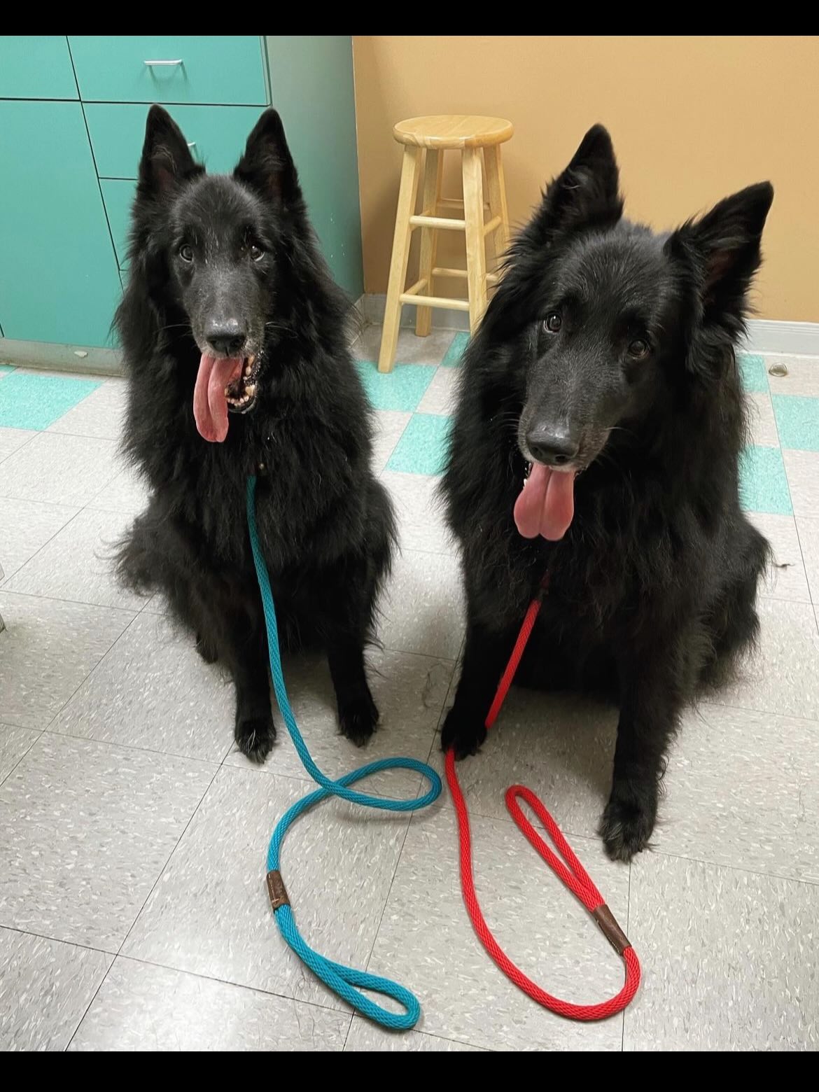 🎂⁣ Happy heavenly birthday to my two best boys, Sirius and Remus ⁣ ⁣ ❤️ 💙 ⁣ ⁣ You’re turning 12 today… Life was so cruel and unfair to take you so early, and I would give anything...